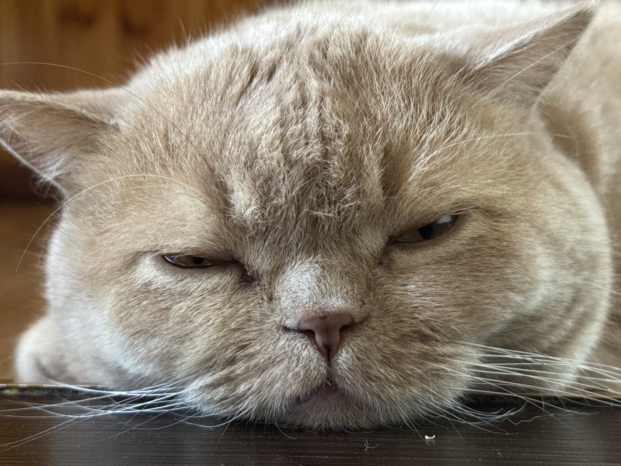 A close-up, head-on shot shows a light brown cat with a flat face resting its head on a dark brown surface. The cat's eyes are partially closed with a grumpy expression, and its nose is a dark pink. The cat's fur is dense and fluffy, with some white whiskers extending outward. The background is a blurred wooden surface. The image was taken in Unknown, Unknown.