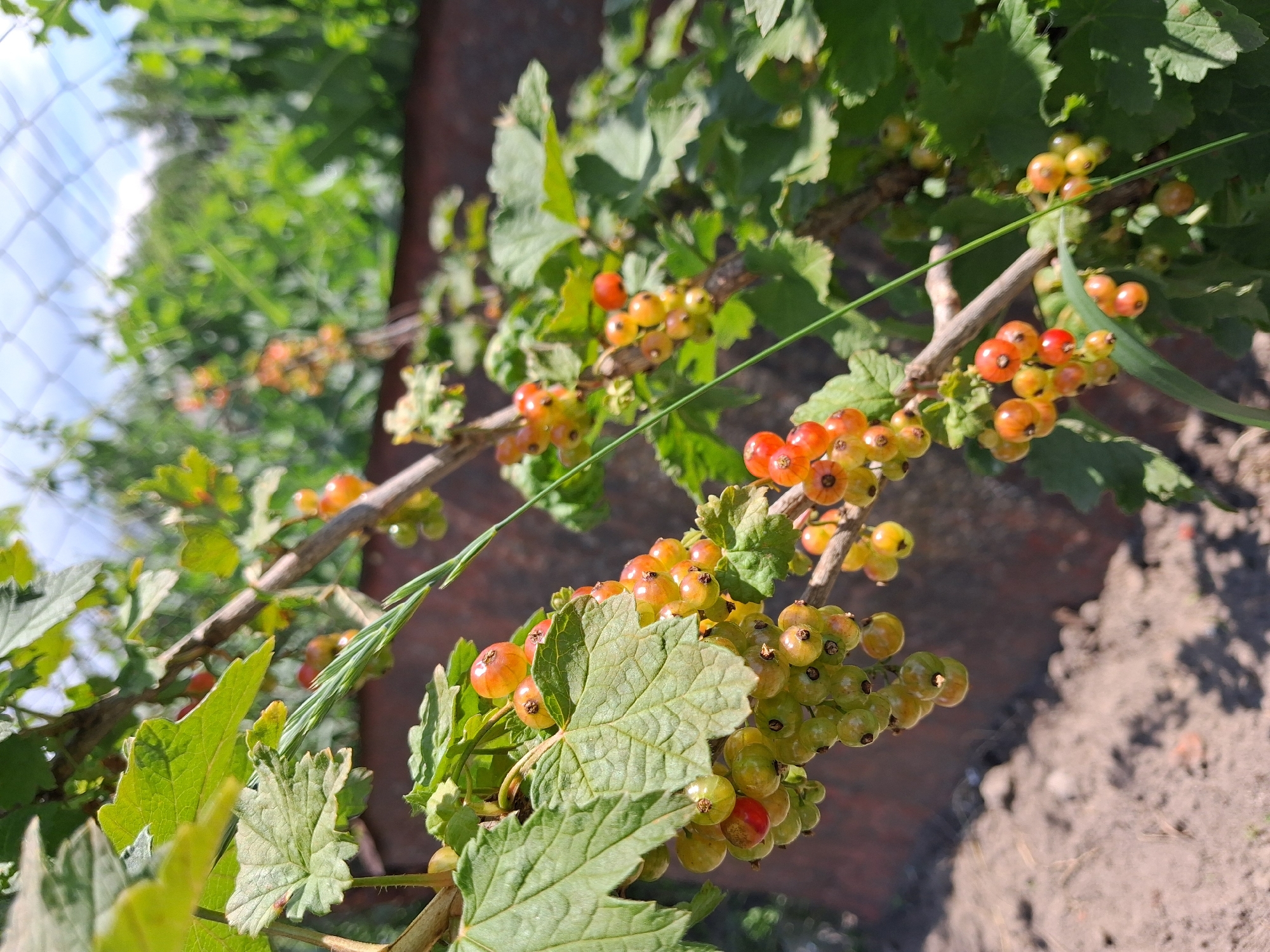 The image shows a close-up of ripening redcurrants on a bush. The berries are in various stages of development, ranging from pale green to translucent yellow, with some showing hints of red. They are clustered in small bunches along thin, woody branches, interspersed with broad, lobed green leaves. Some of the leaves are illuminated by sunlight, highlighting their textured surfaces and serrated edges. In the background, a blurred fence made of wire mesh can be seen, with more foliage behind it. The ground below the bush appears to be dry, dark soil with some scattered organic matter. The lighting suggests it is daytime, with bright sunlight casting shadows. The setting is outdoors, likely a garden or allotment, given the presence of a cultivated plant and a fence. The overall impression is one of natural growth and the beginning of the harvest season. There is no visible text in the image.