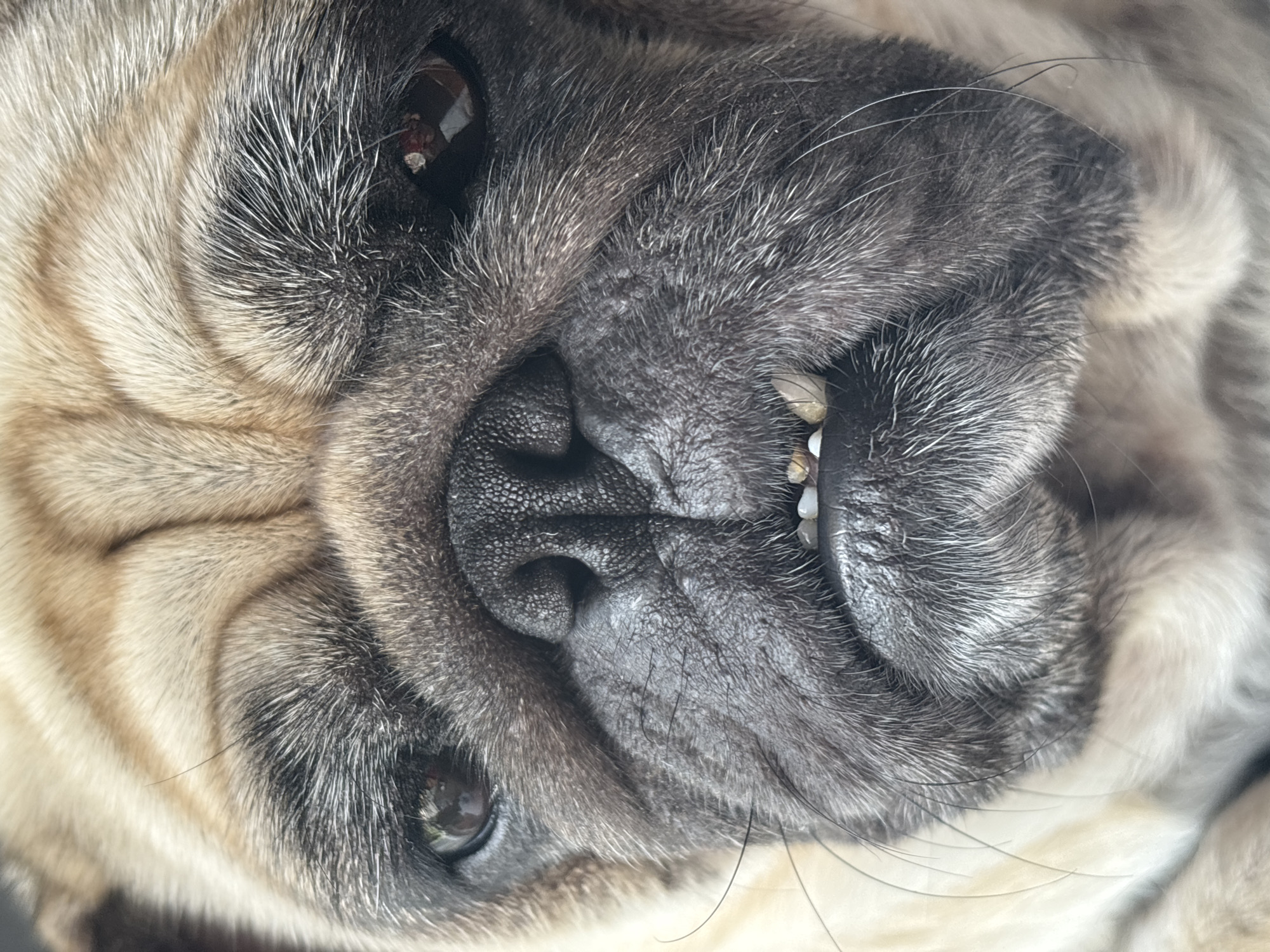 A close-up, eye-level, medium shot captures the face of a fawn-colored pug. The dog is looking directly at the camera, its expression neutral. The image focuses on the pug's facial features, with its wrinkled snout, dark eyes, and visible teeth. The background is blurred, suggesting the image was taken indoors. The lighting is soft, highlighting the texture of the pug's fur. There is no information available about the location of Sochi, Russia, in relation to this image.