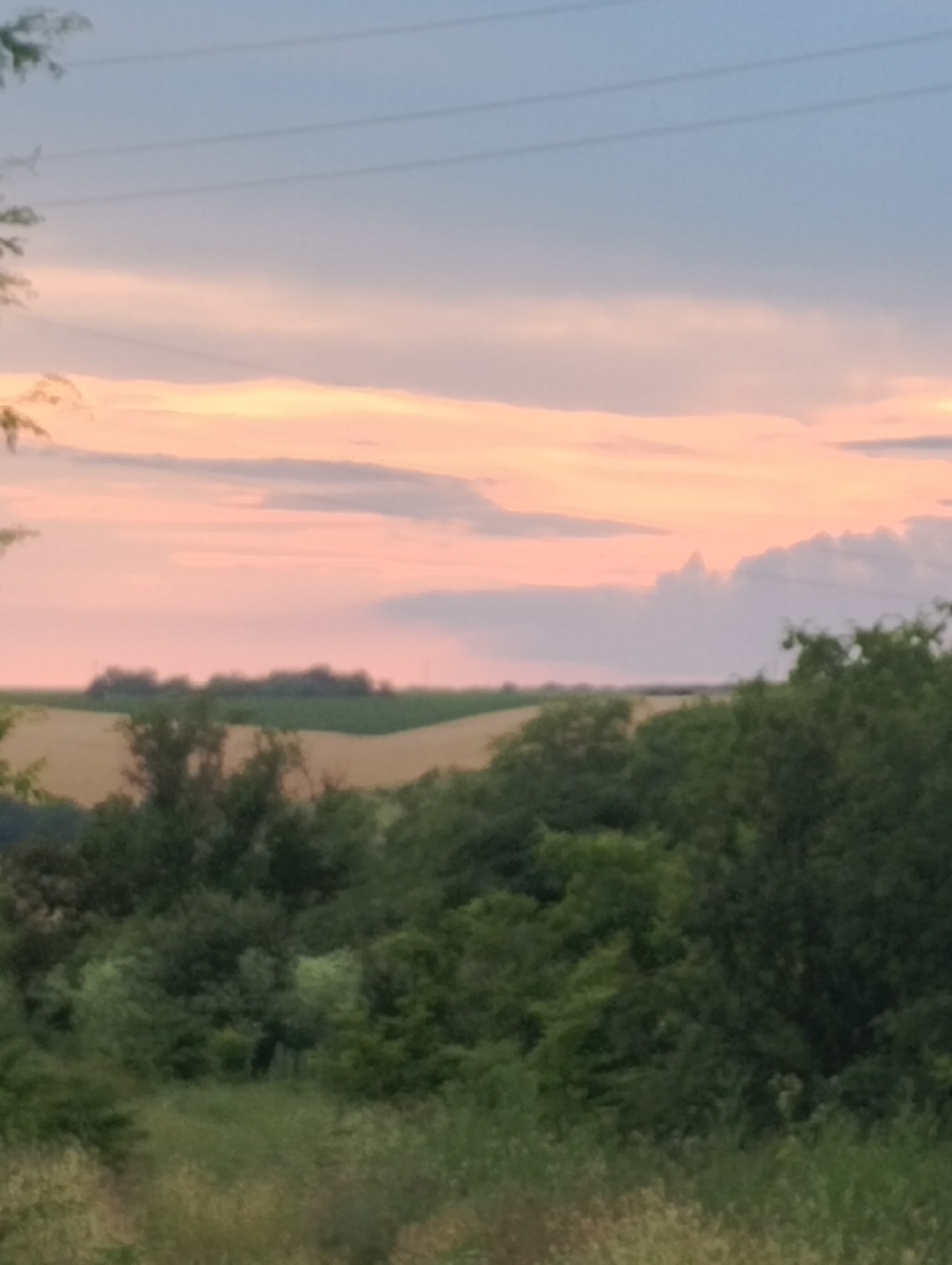 A landscape scene features a gradient sky with hues of pink, orange, and blue, indicating either sunrise or sunset. Several thin, dark, horizontal lines, likely power lines, are visible against the sky. Below the sky, a gently rolling landscape unfolds. In the middle ground, there are fields of yellow and green, possibly crops or meadows, with scattered patches of dark green trees. The foreground is dominated by a dense collection of various green trees and vegetation. The overall impression is a natural, rural environment under a colorful sky. The image does not contain any people or specific urban elements.