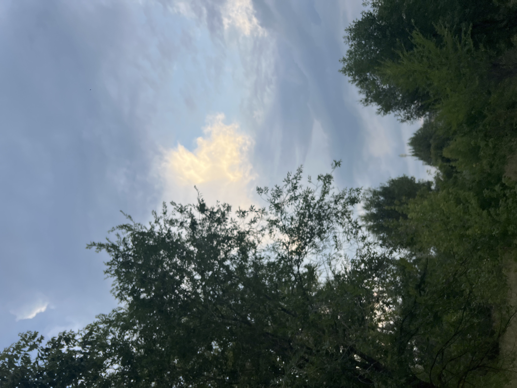 A low-angle, full-shot photograph captures a cluster of trees silhouetted against a dusky, overcast sky. The trees dominate the foreground, with lush green foliage obscuring the lower portion of the image. Sunlight breaks through the clouds in a patch of bright white in the upper center of the frame, illuminating one cloud formation with a golden hue. The sky itself transitions from a pale blue to a darker gray, suggesting the approaching evening or a storm. The scene is devoid of people or any signs of human activity. The overall impression is one of nature's quiet grandeur. The location is not identifiable from the image.