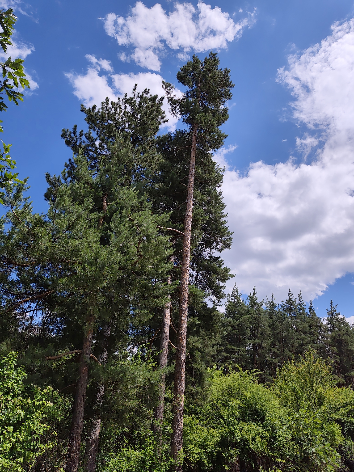The image depicts a forest scene in Kladnitsa, Bulgaria, on a sunny day with a blue sky and scattered white clouds. The foreground is dominated by tall pine trees with rough bark, their green needles reaching upwards. To the left, there are lush green bushes and some leafy branches. In the background, a dense line of evergreen trees forms the horizon. The overall impression is one of a natural, forested landscape.