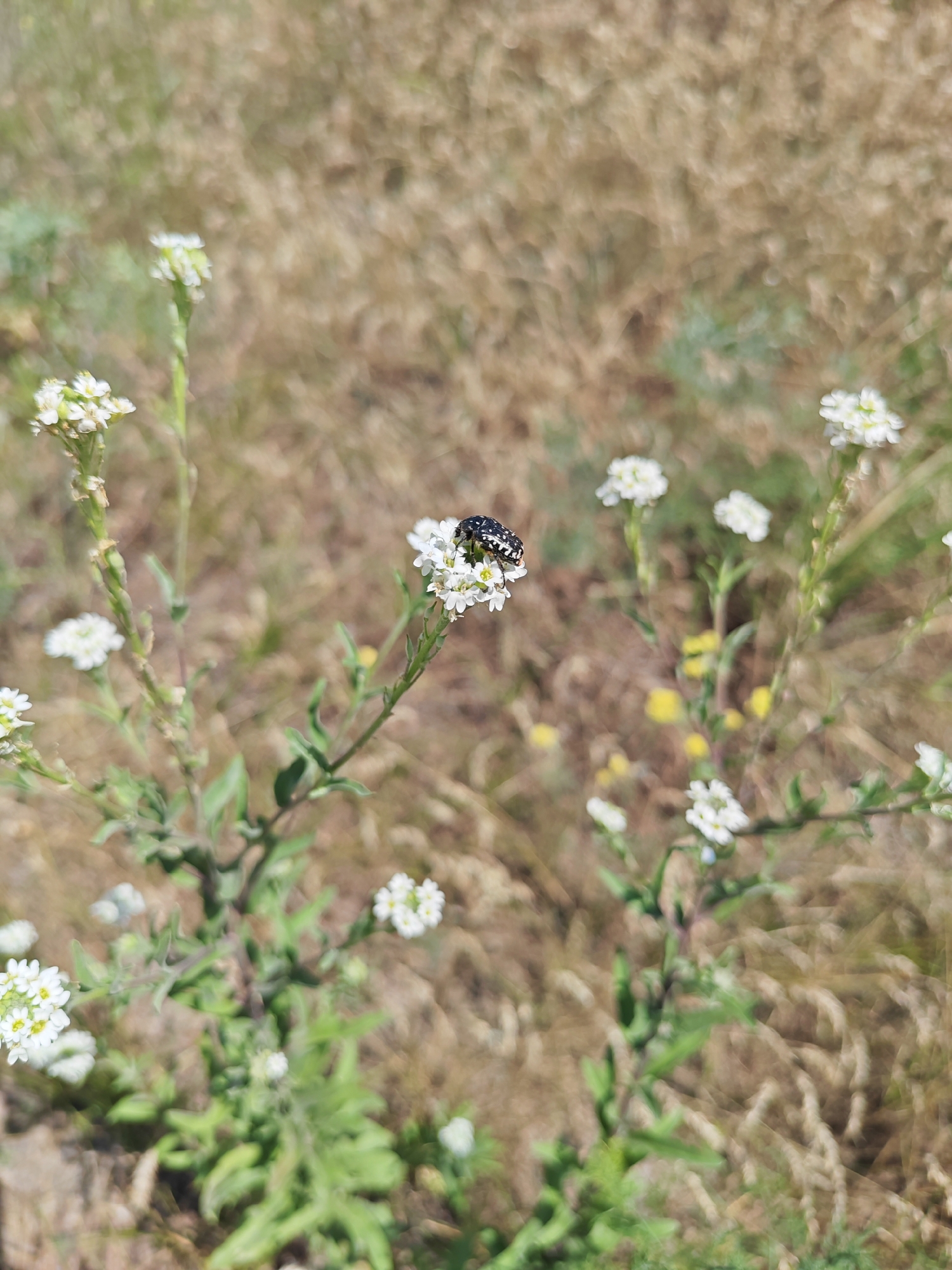 A small, black and white striped beetle is perched on a cluster of tiny white flowers. The flowers are part of a plant with green stems and leaves. The background is a soft focus blur of dry, brown grass and some small yellow wildflowers. The scene appears to be outdoors, possibly in a field or meadow, with no indication of an urban environment or the city of Krutinskii, Russia.