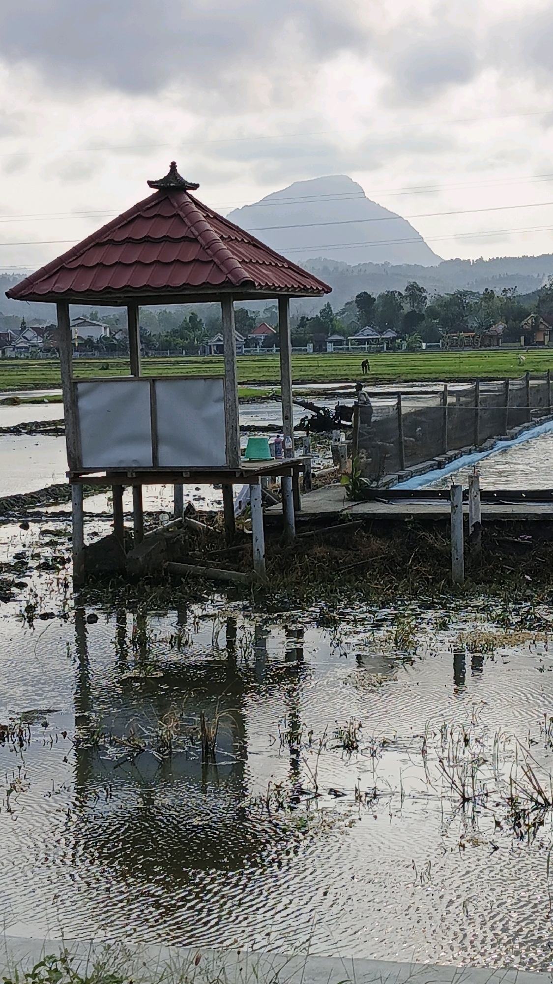 In Tanggulwelahan, Indonesia, a small, octagonal gazebo with a red tiled roof stands on stilts over a body of water, likely a flooded rice paddy. The gazebo has light-colored walls and is supported by wooden posts. In the background, a large, conical mountain is visible, shrouded in mist. The surrounding landscape consists of green fields, scattered houses, and trees. The water in the foreground reflects the gazebo and the sky, creating a rippling effect. Several objects are present on the platform of the gazebo, including green buckets and bottles. A walkway made of concrete and netting extends from the gazebo to the right. A person appears to be working in the background on what may be agricultural machinery. The sky is overcast with clouds.