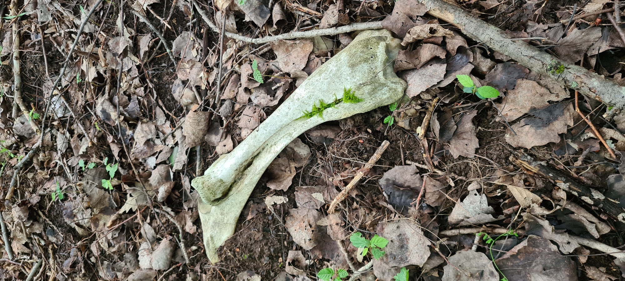 A light-colored, weathered bone, possibly from an animal, lies on a forest floor covered in dry brown leaves and small green shoots. Some moss grows in a crevice of the bone. The setting appears to be a natural wooded area with fallen branches scattered amongst the leaf litter. No human presence or activity is evident in the image. The location within the city of Laga, Bulgaria, cannot be determined from the visual information provided in this image.