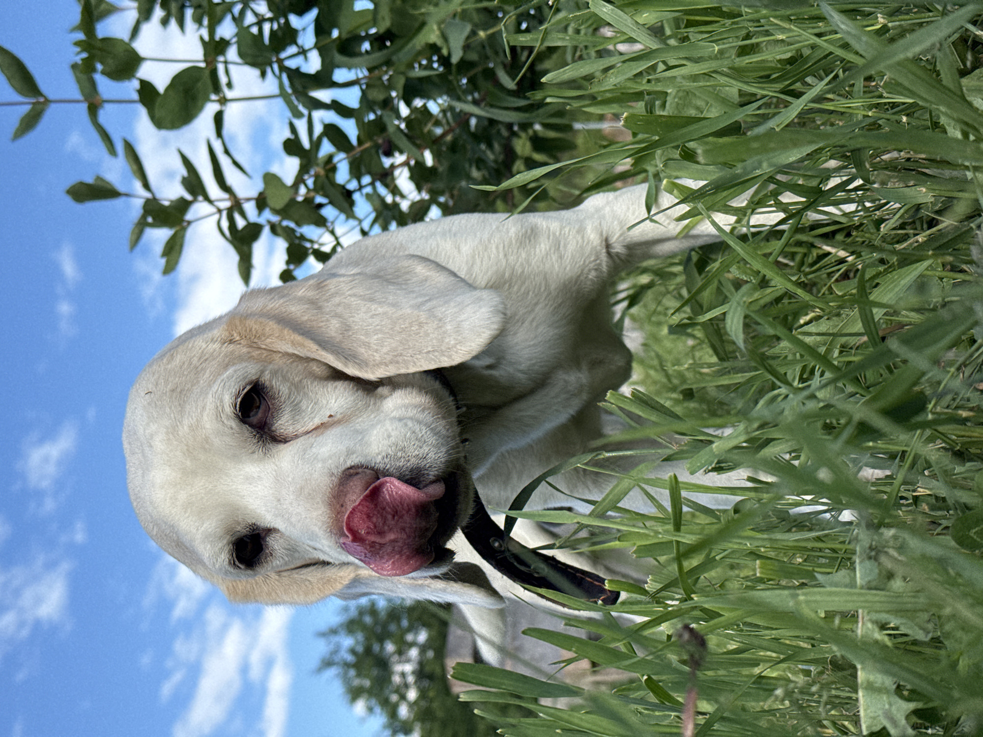 A light-colored dog with floppy ears and its tongue sticking out is positioned in the foreground, surrounded by tall green grass. The dog is looking towards the viewer. In the background, there are green bushes and trees, and a bright blue sky with scattered white clouds. The scene appears to be outdoors, possibly in a park or a yard. No specific location in the city of Rusalevka, Russia, can be determined from the image alone.