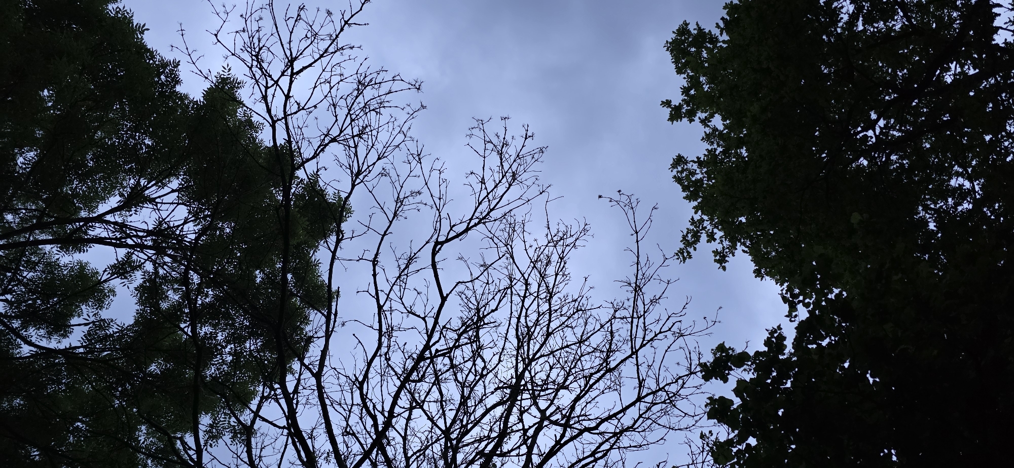 The image depicts an upward-looking view of trees against a cloudy sky. Silhouettes of tree branches and foliage are visible in the foreground and midground. The sky is a muted blue-gray, indicating overcast conditions. The location is identified as Maasbüll, Germany. There are no people or discernible actions in the scene. The overall impression is one of natural scenery under a diffused light.