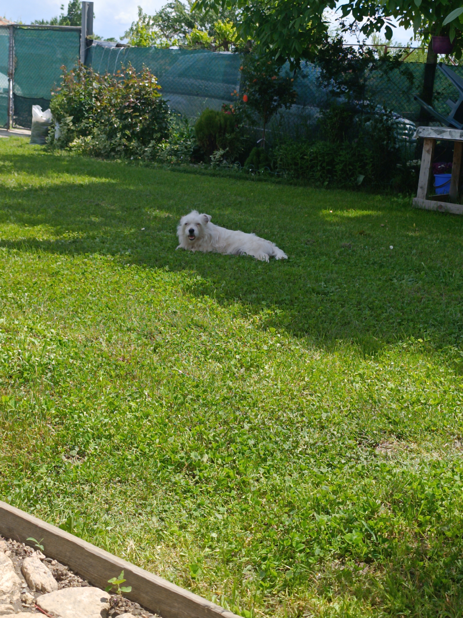 The image shows a sunny outdoor scene, likely a backyard, in Iganovo, Bulgaria. A white dog is lying on a lush green lawn. A wooden garden border is visible in the foreground. In the background, there's a fence with greenery behind it and a small table and blue bucket. The environment suggests a residential garden on a bright day.