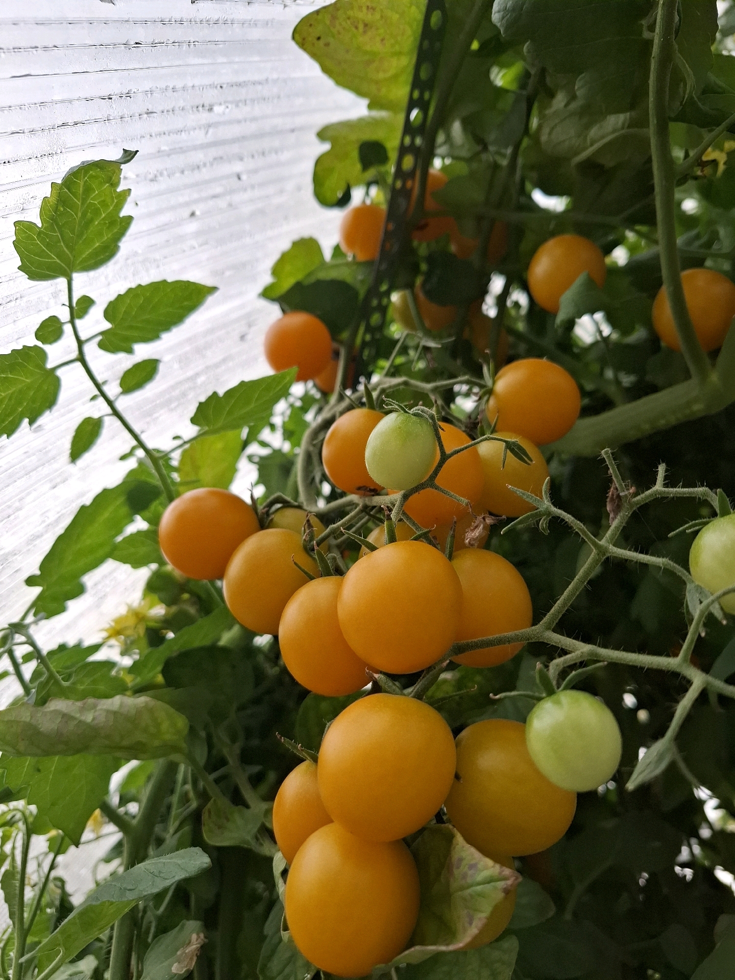 The image depicts a close-up view of a tomato plant laden with ripe, orange cherry tomatoes and a few unripe green ones. The tomatoes are clustered on vines amidst lush green leaves and stems. In the background, a translucent, corrugated material, likely a greenhouse covering, is visible, with dappled light filtering through. The scene appears to be a greenhouse environment. There are no people or animals present. The location is not specified in the image, and therefore cannot be determined to be in the city of Tyumen, Russia.