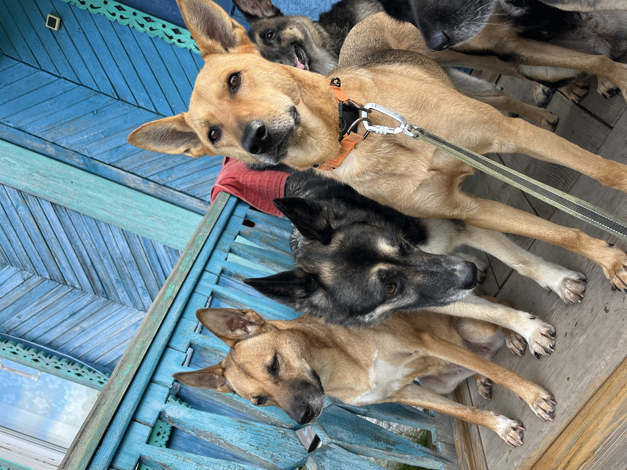 The image captures a group of four dogs of varying breeds and coat colors, predominantly tan and dark gray, gathered on a wooden porch. The dogs are sitting closely together, with their heads and torsos visible. The porch is made of weathered wooden planks. Behind the dogs, a bright blue wooden railing and siding of a building are prominent. The siding appears to be constructed of vertical wooden planks, some of which are peeling, revealing a lighter wood underneath. Decorative wooden trim with intricate carvings is visible along the railing and on the building. A small portion of a window with a white frame and a reflection of the sky and foliage can be seen at the top left of the image. A red piece of fabric, possibly a towel or blanket, is draped over the railing. The dogs' expressions range from alert to relaxed. One tan dog in the foreground wears an orange collar with a silver carabiner clip attached. The scene suggests an outdoor setting, likely a residential area, in Nizhny Tagil, Russia, given the distinct architecture of the wooden house.