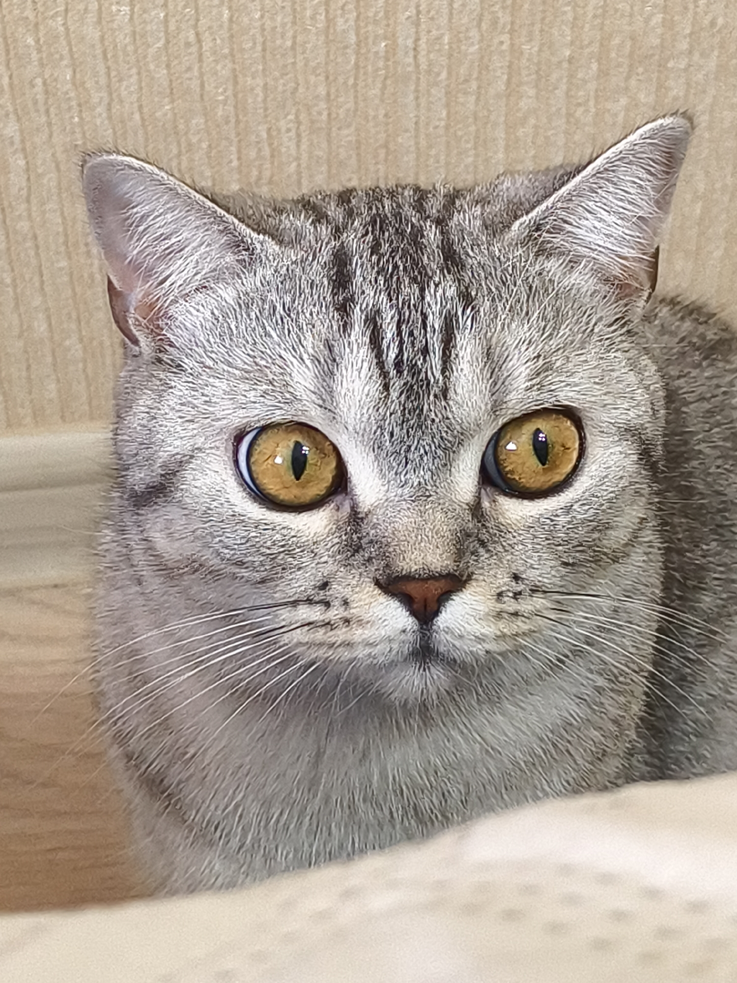 A close-up, head-on, eye-level, medium shot captures a grey tabby cat with large, amber eyes and a black nose, looking directly at the camera. The cat's fur is short and dense, with distinct tabby markings of dark grey stripes against a lighter grey background. Its ears are pointed and slightly alert. The background consists of a textured, light brown wall and a soft, off-white surface in the foreground, likely a blanket or cushion, upon which the cat is resting. The lighting is soft and diffused, with a slight highlight reflecting in the cat's eyes. The image is a portrait of the cat's face and upper chest.