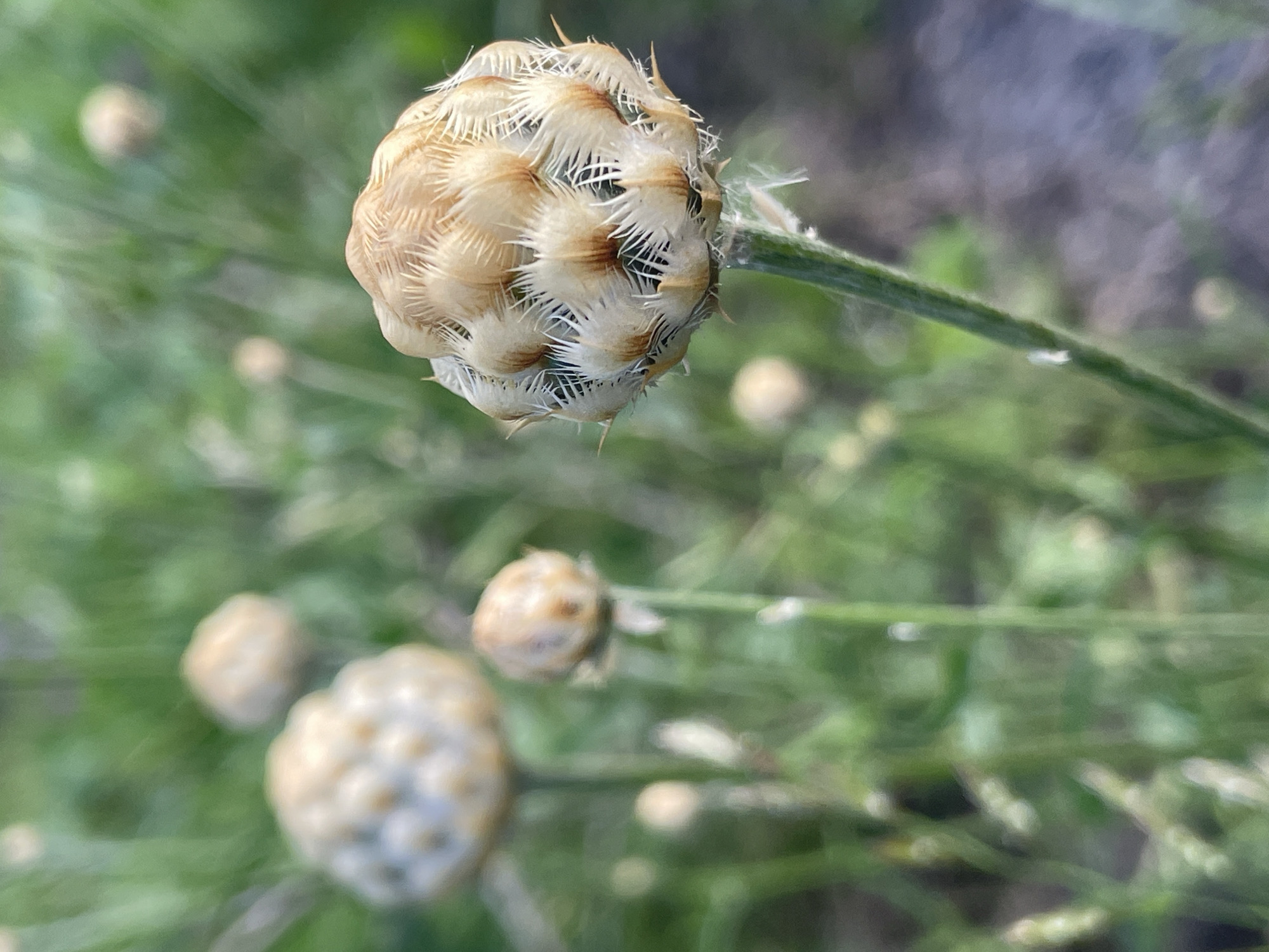 A close-up, vertical shot shows a dried flower head in the foreground with a green stem. The flower head is spherical, composed of tightly packed, light brown, papery structures with spiky, white filaments protruding from them. Behind the foreground flower, several other dried flower heads are visible, out of focus, in varying sizes and distances. The background consists of blurred green foliage, suggesting a natural outdoor setting. The lighting appears to be soft and diffused, possibly from an overcast sky or early morning/late evening sun. The location is identified as Unknown, Unknown.