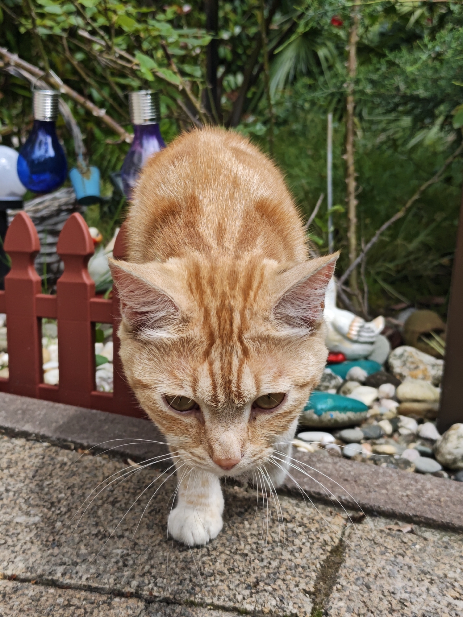 A ginger tabby cat with white paws and whiskers is walking towards the camera on a concrete surface. A small red picket fence is to the left of the cat. Behind the fence is a garden with decorative elements, including rocks, a white duck figurine, and several colored light bulbs hanging from a tree branch. The image was taken outdoors in daylight. There is no verifiable information to suggest that this image was taken in Sochi, Russia.