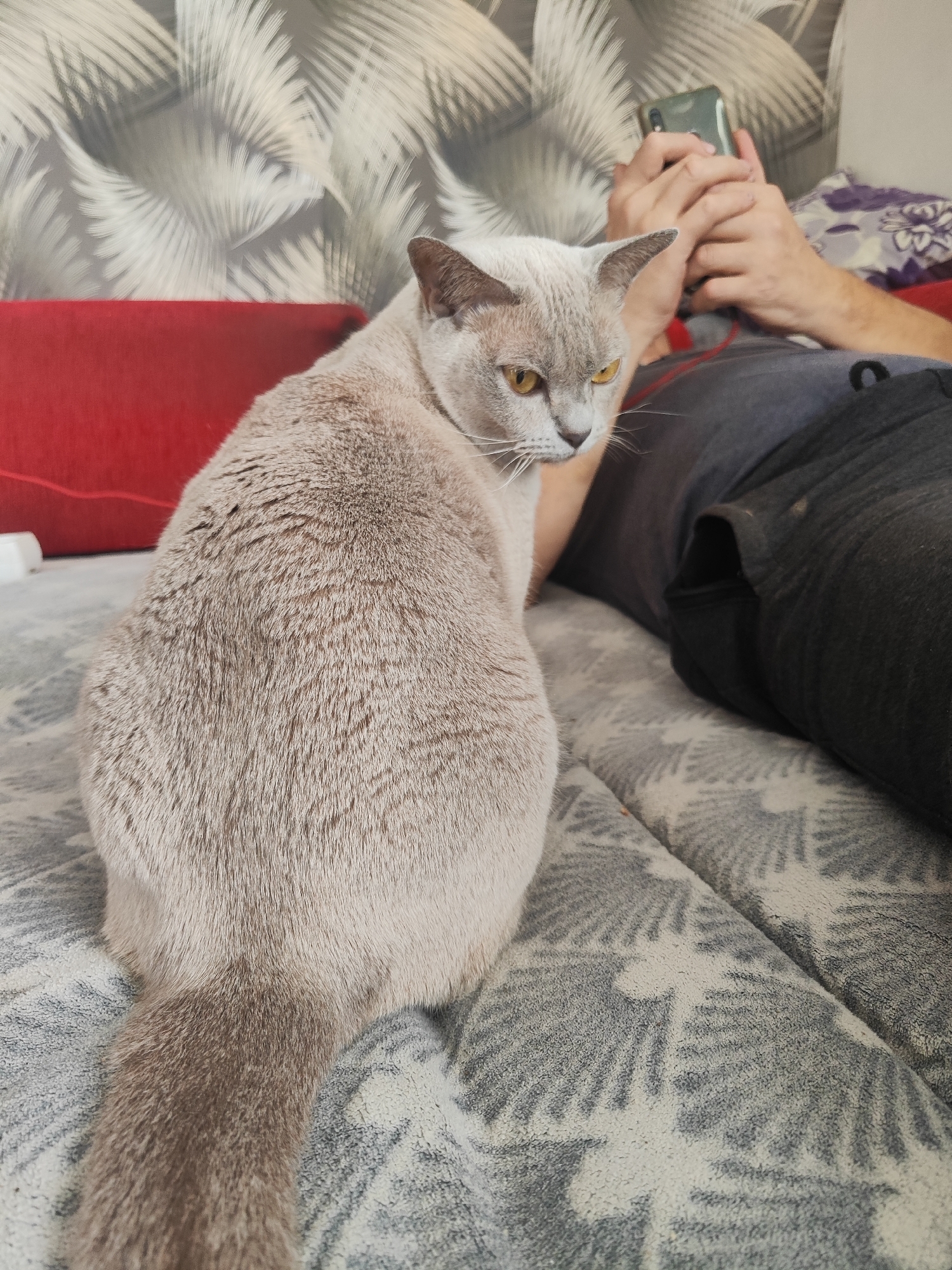 A cream-colored cat with yellow eyes is sitting on a couch next to a person who is holding a smartphone. The cat is facing away from the viewer, with its head turned to look back over its shoulder. The person's legs are visible, and they are wearing dark grey pants. The couch is covered with a patterned blanket. A red pillow is also visible on the couch. The background consists of a wall with a patterned wallpaper. The scene appears to be taking place indoors, likely in a residential setting. The cat's fur is short and dense, and its tail is visible. The person's hands are holding the phone in a way that suggests they are actively using it. The lighting in the image is natural and diffused. The overall impression is one of a relaxed domestic scene. There is no information in the image to suggest a location in Gvardeysk, Russia.