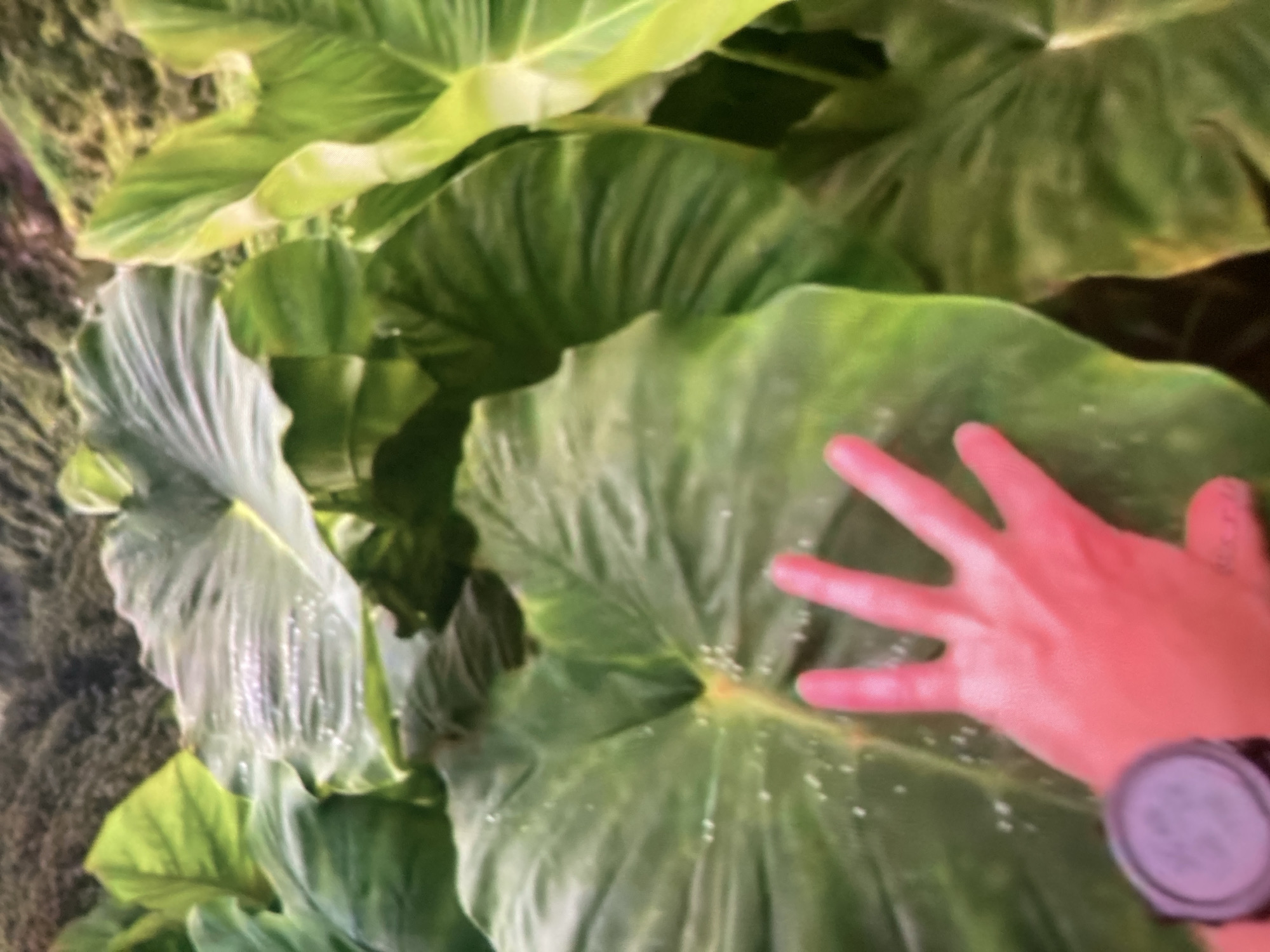The image shows a close-up view of large, green leaves, likely from a plant like taro or elephant ear. A person's hand, with fingers spread and skin illuminated by a reddish light, is placed on one of the large leaves, indicating a comparison of scale or a gentle touch. A dark-colored watch is visible on the person's wrist. The leaves are dewy, with small water droplets visible on their surfaces. The background is blurred, showing more foliage and a hint of a landscape, possibly a hilly or mountainous area covered in vegetation. The overall impression is of a lush, natural environment. The location in Ustyvytsia, Ukraine, is not directly depicted in the visual elements of the image.