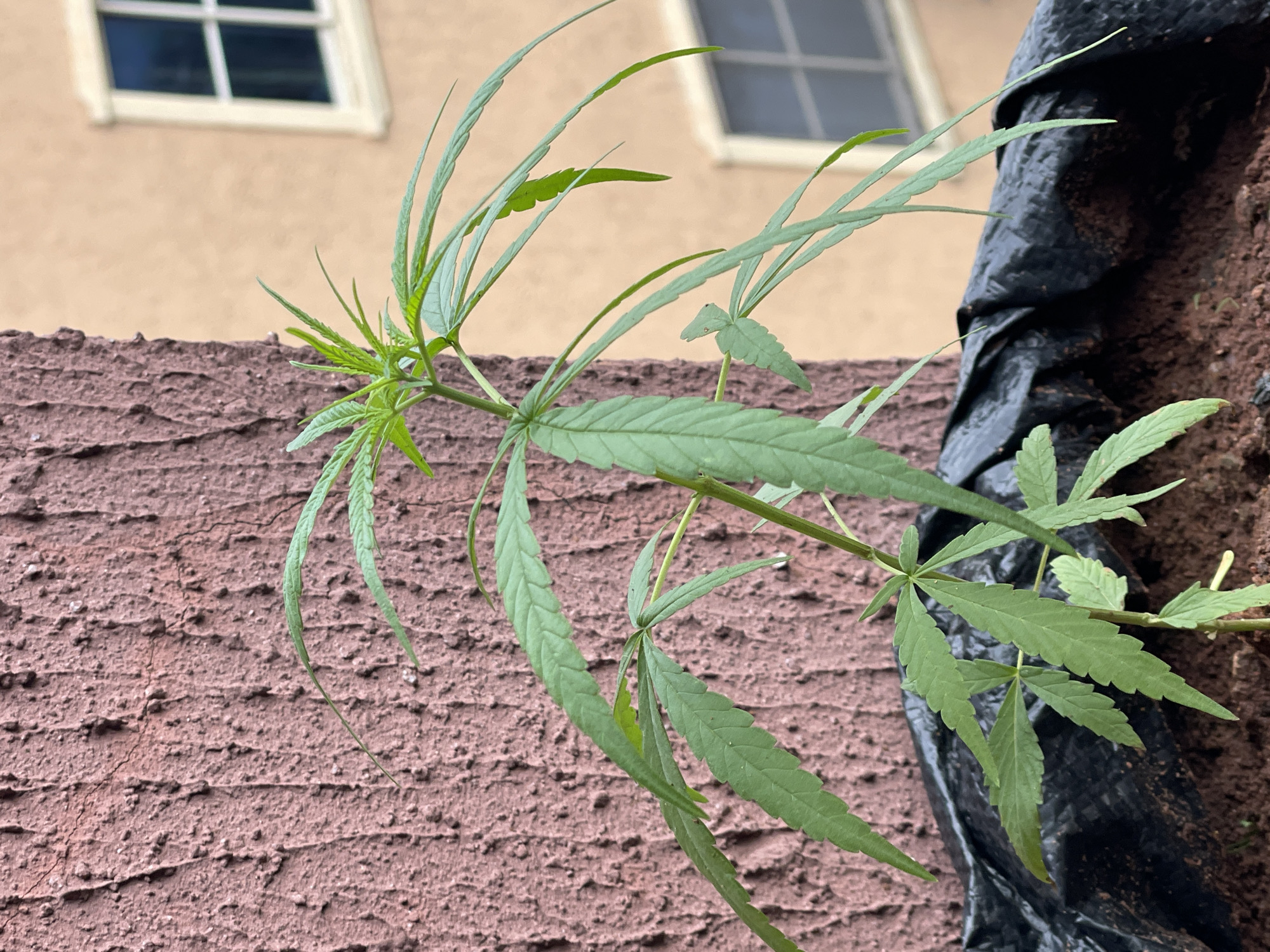 A cannabis plant with prominent serrated leaves grows against a textured, reddish-brown wall. To the right, a black plastic lining is partially visible, suggesting a container or raised bed. In the blurred background, a building with two windows is visible. The location in Onitsha, Nigeria is not able to be determined by the image.