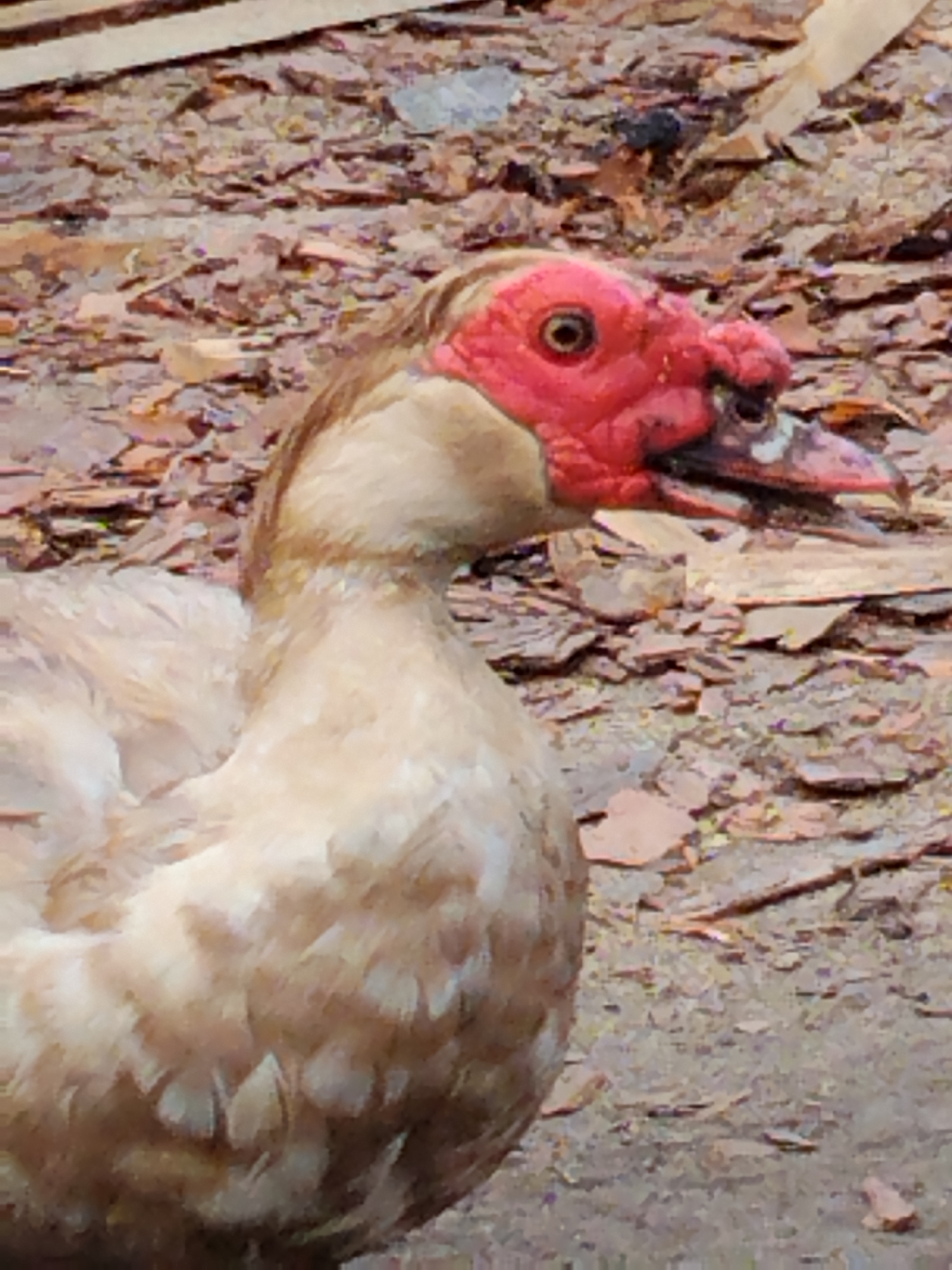 The image shows a close-up of a Muscovy duck's head and upper body. The duck has distinctive red, fleshy caruncles around its eyes and beak. Its feathers are a mix of light brown and white. The background is out of focus, appearing to be dry, rocky ground with some scattered leaves or debris. The image does not provide any information about the city of Ustyvytsia, Ukraine, or any human presence.