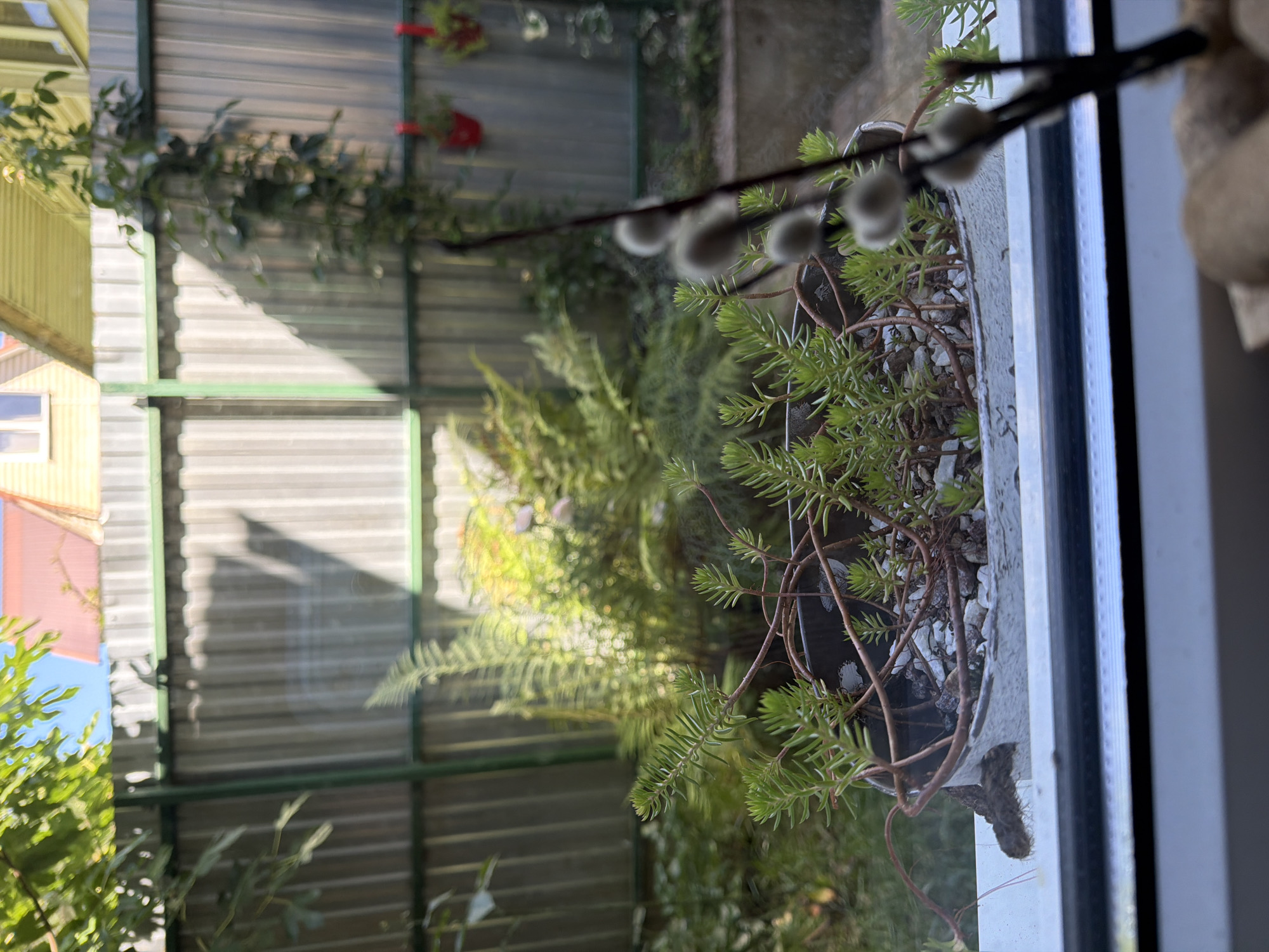 This image depicts a close-up view of a succulent plant in a planter, positioned on a windowsill. The planter is white and appears to be made of a rough material, filled with small stones and the succulent. Behind the planter, a grey corrugated metal fence is visible, with some greenery and the roof of a building in the background. Sunlight casts a shadow on the fence. In the foreground, a branch with catkins is out of focus. The overall scene suggests an outdoor garden or backyard setting in Krasnaya Polyana, Russia, viewed from an interior. There are no people or animals present in the image.