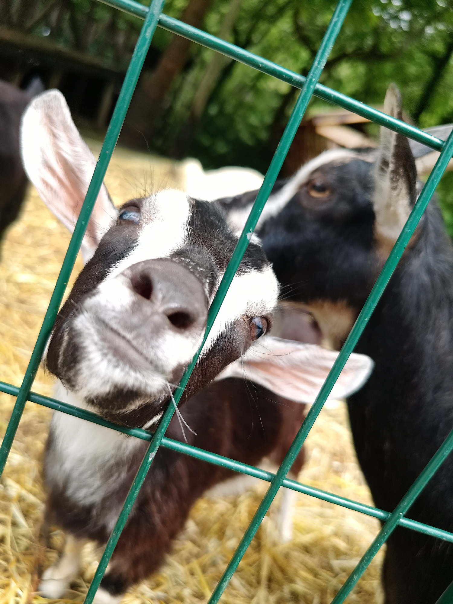 Two goats are visible through a green wire fence in an outdoor enclosure. The goat in the foreground, on the left, has black and white markings and is looking directly at the camera, its snout and part of its face filling the frame. Its left eye is clearly visible. Behind it, to the right, is another goat with black fur, partially obscured by the fence and the foreground goat. The background shows dry hay on the ground and blurred green foliage, suggesting a rural or park-like setting. The overall impression is of a close-up encounter with young farm animals. The image does not contain information to suggest a specific location within the city of Sandanski, Bulgaria, but it is an outdoor scene.
