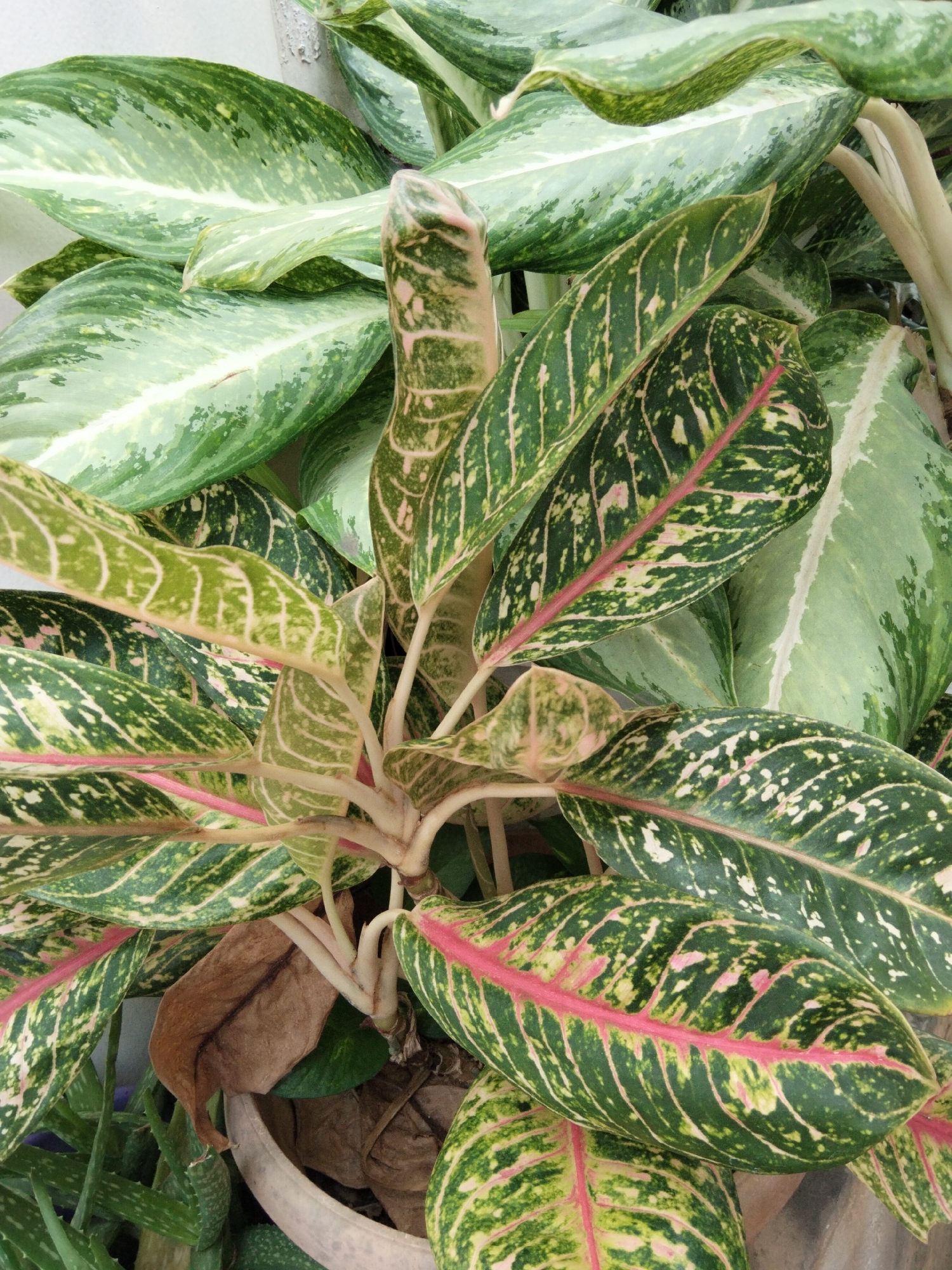 The image shows a close-up view of a potted plant with large, variegated leaves. The leaves are predominantly green with streaks and splotches of lighter green, yellow, and pink. Some of the leaves have a prominent pink or red central vein. The plant appears to be healthy, with a thick stem and numerous leaves. In the background, other plants and a white wall are visible. The image is taken from a top-down perspective, with the plant filling most of the frame. There is no indication of the location within East Jakarta, Indonesia.