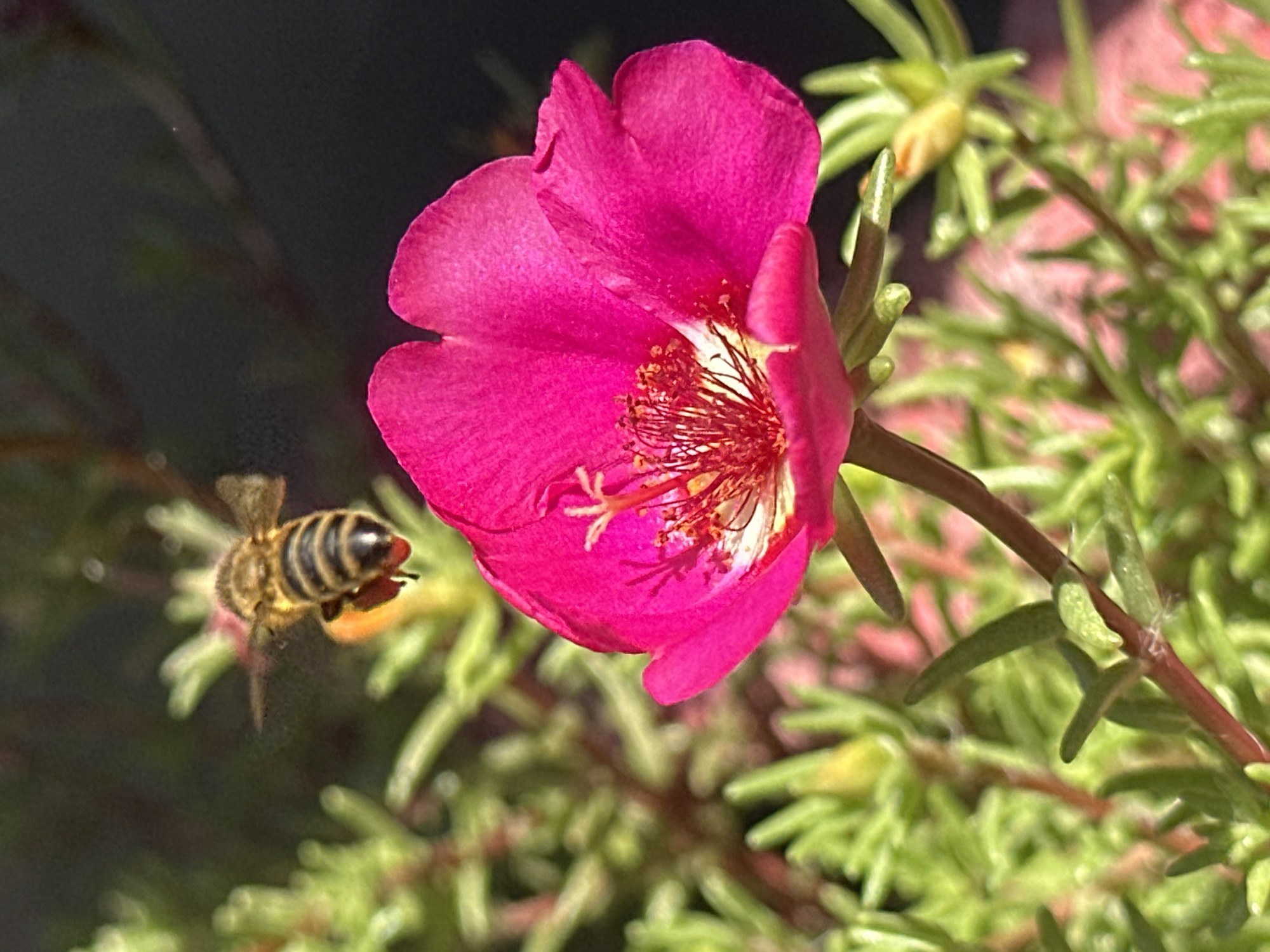 A bee is captured in mid-flight, its body striped with black and yellow, approaching a vibrant pink flower. The flower, with its delicate petals and intricate stamen, is in sharp focus, its rich color contrasting against the blurred green foliage and dark background. The scene is set in Lobacheve, Ukraine, a detail provided without any visual evidence in the image itself.