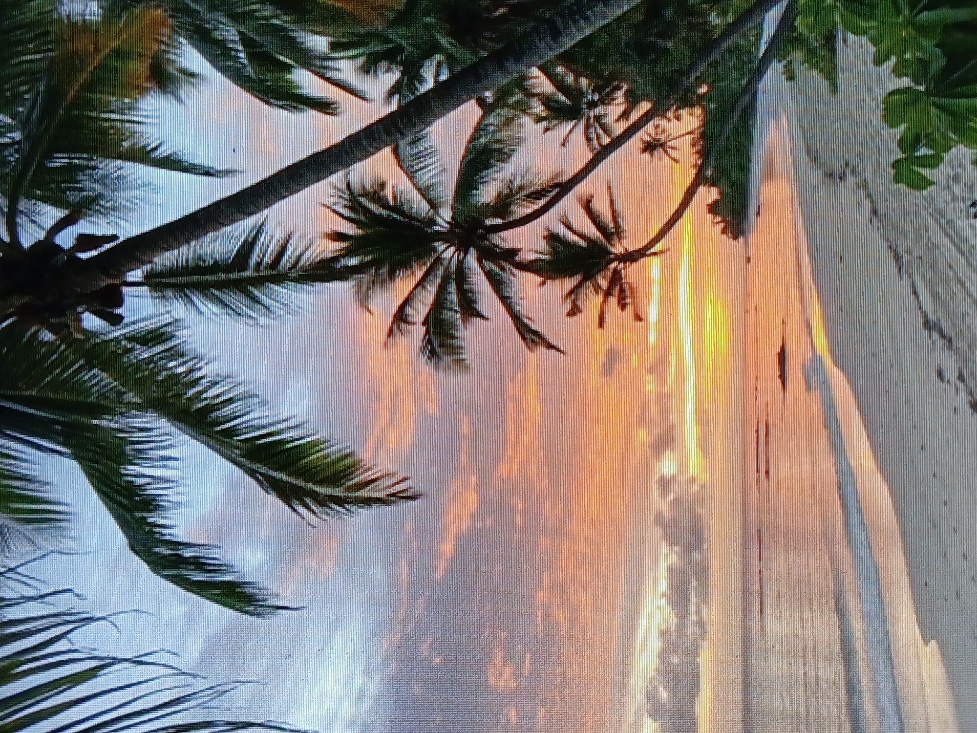The image shows a sunset scene at a beach in Juan Griego, Venezuela. Palm trees are prominent in the foreground, framing the view. The sky is a mix of colors including orange, pink, and blue, suggesting either sunset or sunrise. Below the sky, a sandy beach stretches along the coastline, with gentle waves meeting the shore. A person is walking on the beach. Green foliage can be seen on the far right of the image.