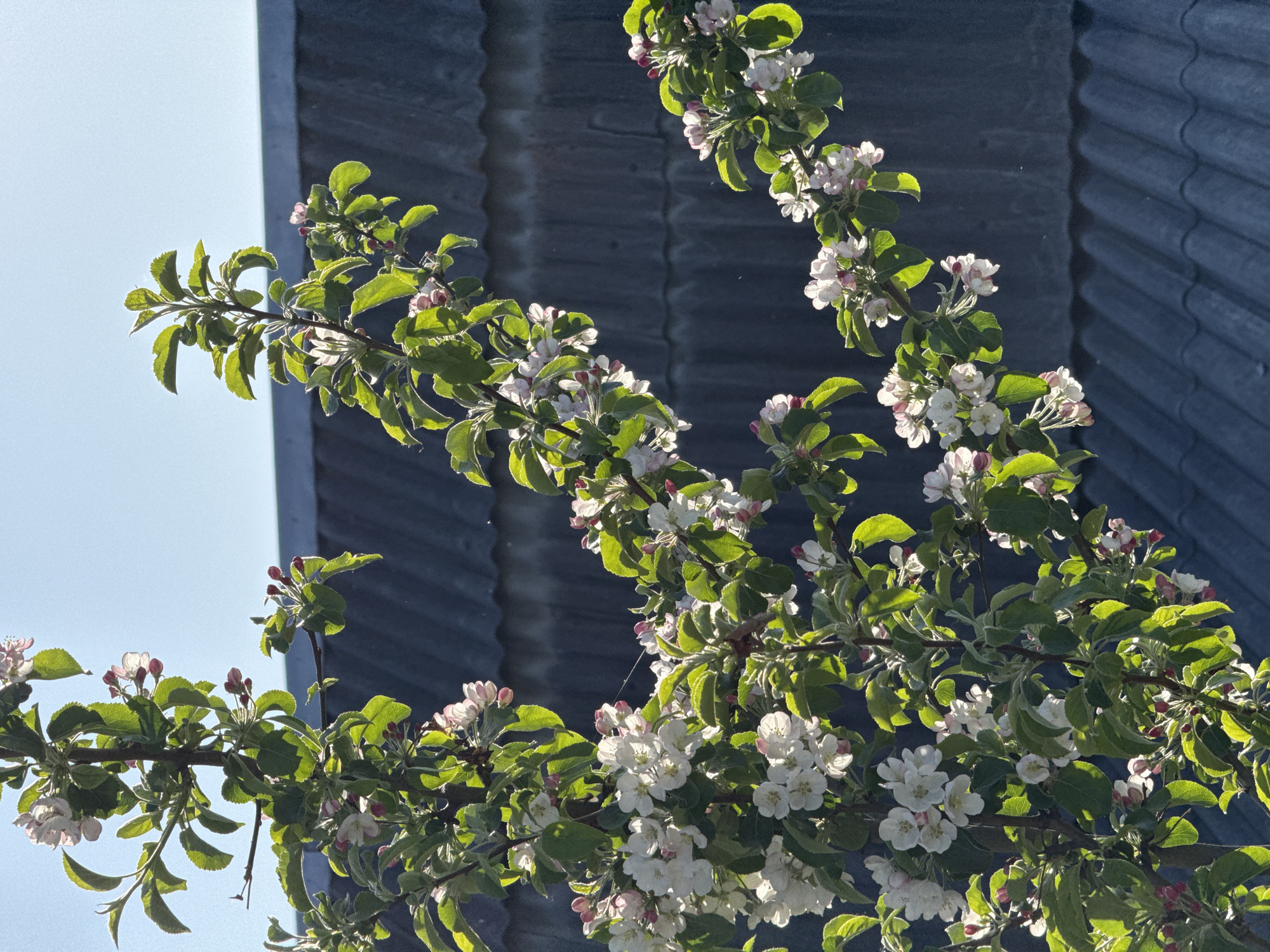 This media file captures a close-up, outdoor scene featuring several branches of an apple tree in bloom. The branches, laden with fresh green leaves and numerous flowers, extend across the frame. The apple blossoms are predominantly white, with delicate pink hues visible on the buds and some of the open flowers. The leaves are vibrant green and appear backlit by the sun, creating a luminous effect on their edges.
In the background, to the left, a clear, bright blue sky is visible, suggesting good weather conditions. To the right, and partially obscured by the foliage, is a dark blue or grey corrugated metal structure, possibly part of a building's roof or siding. The texture of the corrugated metal is distinct. The bright sunlight indicates it is daytime, likely morning or late afternoon, given the angle of light accentuating the leaves.
The image conveys a sense of spring and natural beauty, characteristic of an apple orchard or garden in bloom. There are no people or discernible activities taking place. No visible text is present in the image. The scene is set in Minino Stantsiya, Russia.