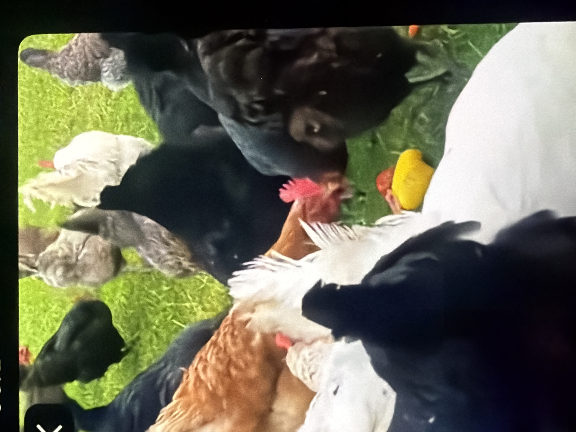 The image depicts a flock of chickens in an outdoor, grassy environment, likely a farm or backyard, with no discernible urban features. The chickens exhibit a variety of colors, including black, white, and brown. Several chickens are in close proximity, and some appear to be interacting, possibly pecking at the ground or each other. There is a small yellow object visible on the ground near the chickens, which could be a piece of food or debris. The background consists of green grass and what appears to be more foliage, suggesting a natural setting. The overall scene is not indicative of any specific city, including Bukuru, Nigeria, as there are no identifiable landmarks or urban structures.