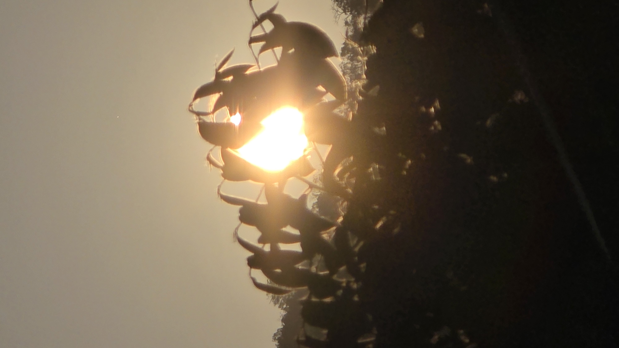 The image, likely taken in the Bac Natural Heritage Area Trang, Vietnam, shows the sun shining through a cascading plant with large leaves. The plant is silhouetted against the bright sun, partially obscuring it. The background shows a hazy, light-colored sky on one side and a dark, textured mass of foliage and potentially other plants on the other side. The scene appears to be taken during sunrise or sunset.