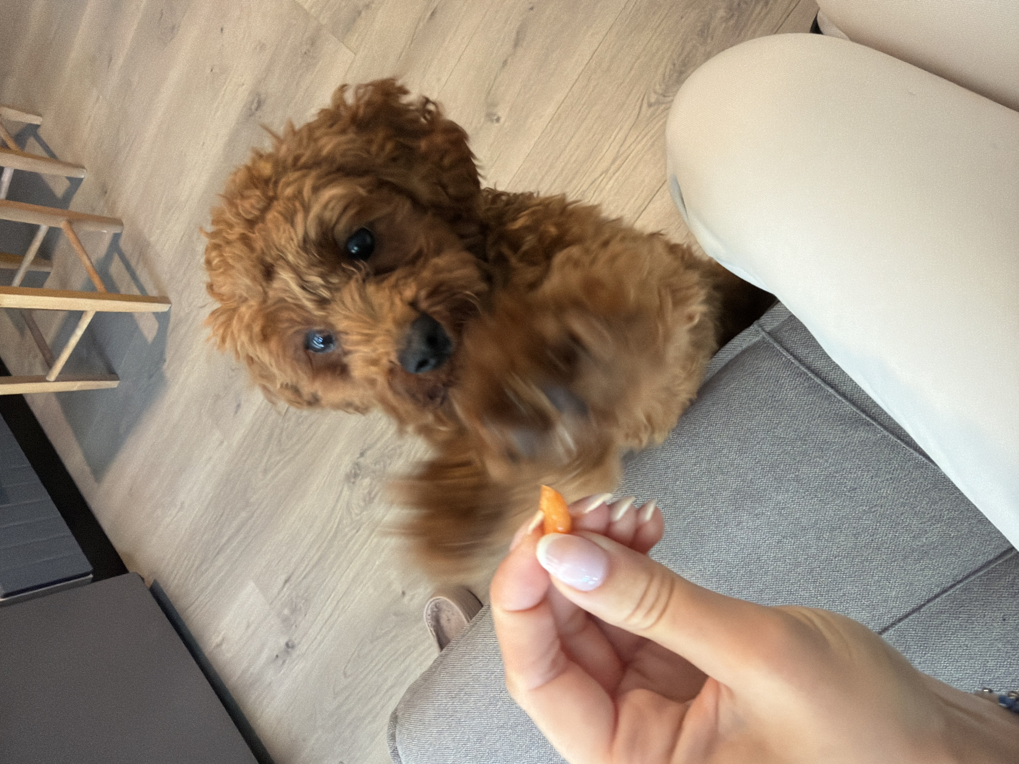 A person's hand, with neatly manicured nails, holds a small piece of orange carrot. A fluffy, reddish-brown dog, possibly a Goldendoodle or Poodle mix, is leaning forward and reaching out with its paw towards the carrot. The dog's eyes are focused intently on the treat. They are indoors, on a light-colored wooden floor, with a gray upholstered piece of furniture visible in the foreground. In the background, parts of a dark gray appliance and wooden chair legs can be seen. The scene appears to be a casual moment, likely in a home environment. This image was taken in Noevtsi, Bulgaria.