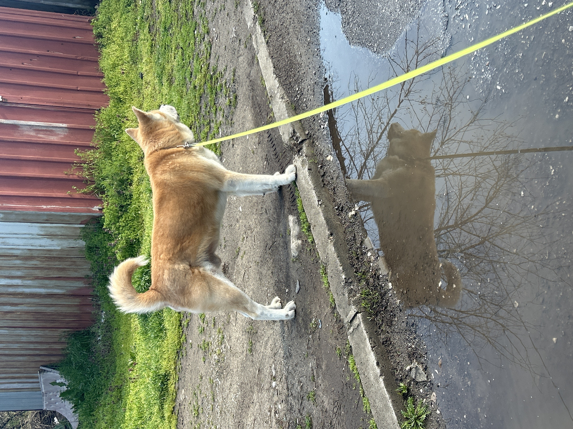 A medium-sized, light-brown and white Akita dog stands on a dirt and concrete surface next to a puddle. The dog is leashed with a yellow lead. Its head is turned upward and to the left, its front paws rest on the edge of a concrete curb. A reflection of the dog and bare tree branches is visible in the puddle. To the left, there is a metal-sided structure with a green, overgrown area next to it. The location is presumed to be in Plovdiv, Bulgaria.