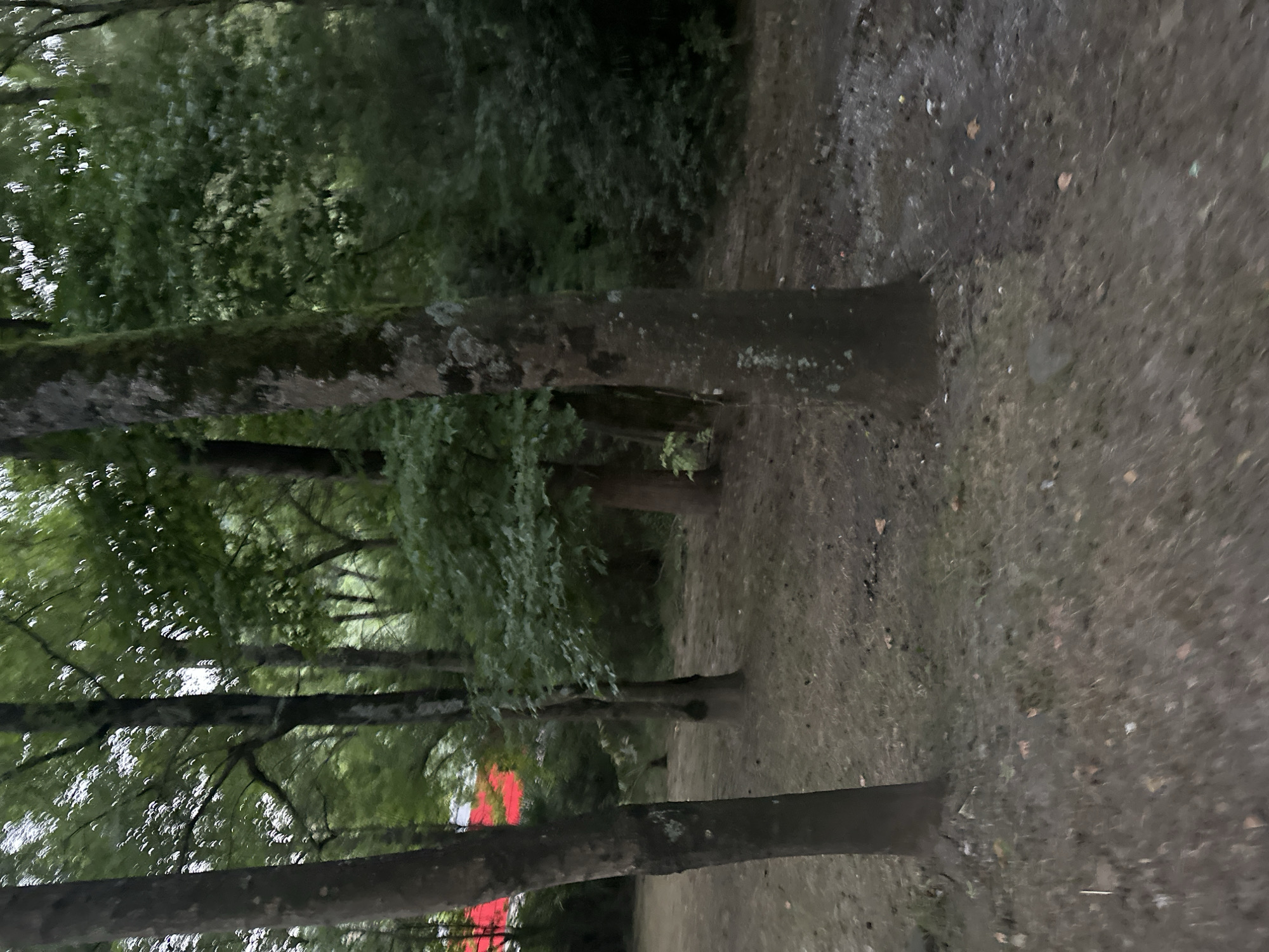 The image depicts a dimly lit forest floor with several trees. The foreground features a dirt path with scattered leaves and debris. In the background, lush green foliage forms a dense canopy. A bright red rectangular object is visible in the distance, partially obscured by trees. The overall atmosphere is serene and natural, hinting at a secluded woodland area. The location is not specified in Sochi, Russia.