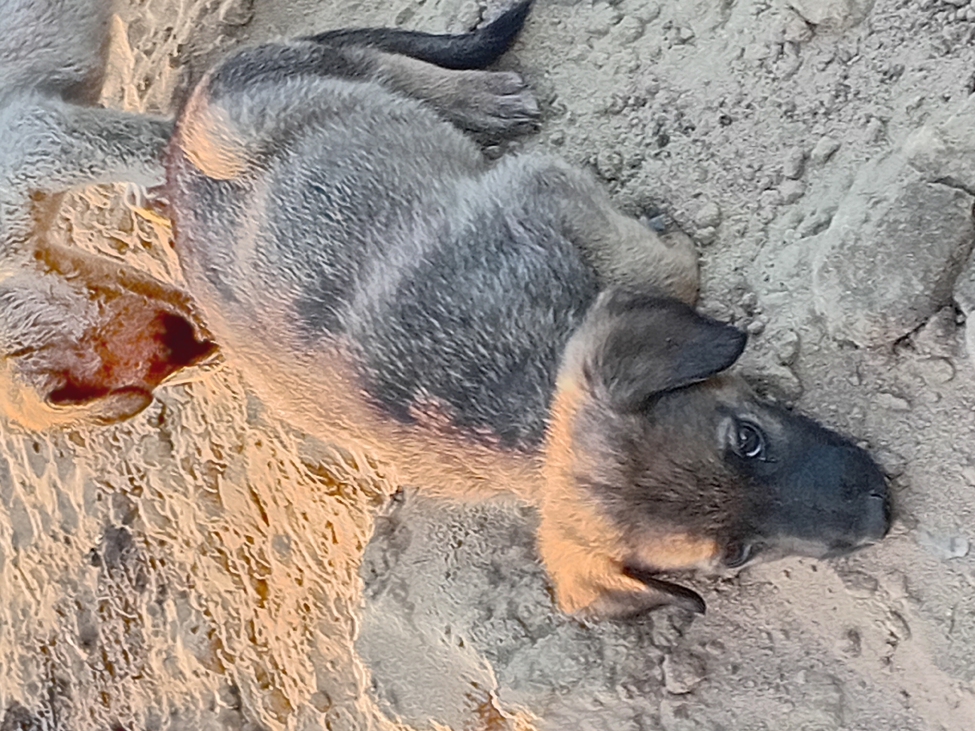 The image shows two puppies in the sand, possibly in a desert or beach environment. One puppy, in the foreground, is a light brown color with darker markings on its face and ears. It is lying down with its head buried in the sand, facing towards the left. Its eyes are visible and appear to be looking upwards. The other puppy, in the background, is a lighter, possibly grayish-white color, and is partially obscured by the foreground puppy. It is also lying down, with its head and front legs visible. The sand appears to be dry and loose, with some small rocks and pebbles scattered throughout. The lighting suggests it is either early morning or late afternoon, with warm, golden sunlight casting shadows. There are no indications of a specific urban environment or any elements that would suggest the city of Semey, Kazakhstan.