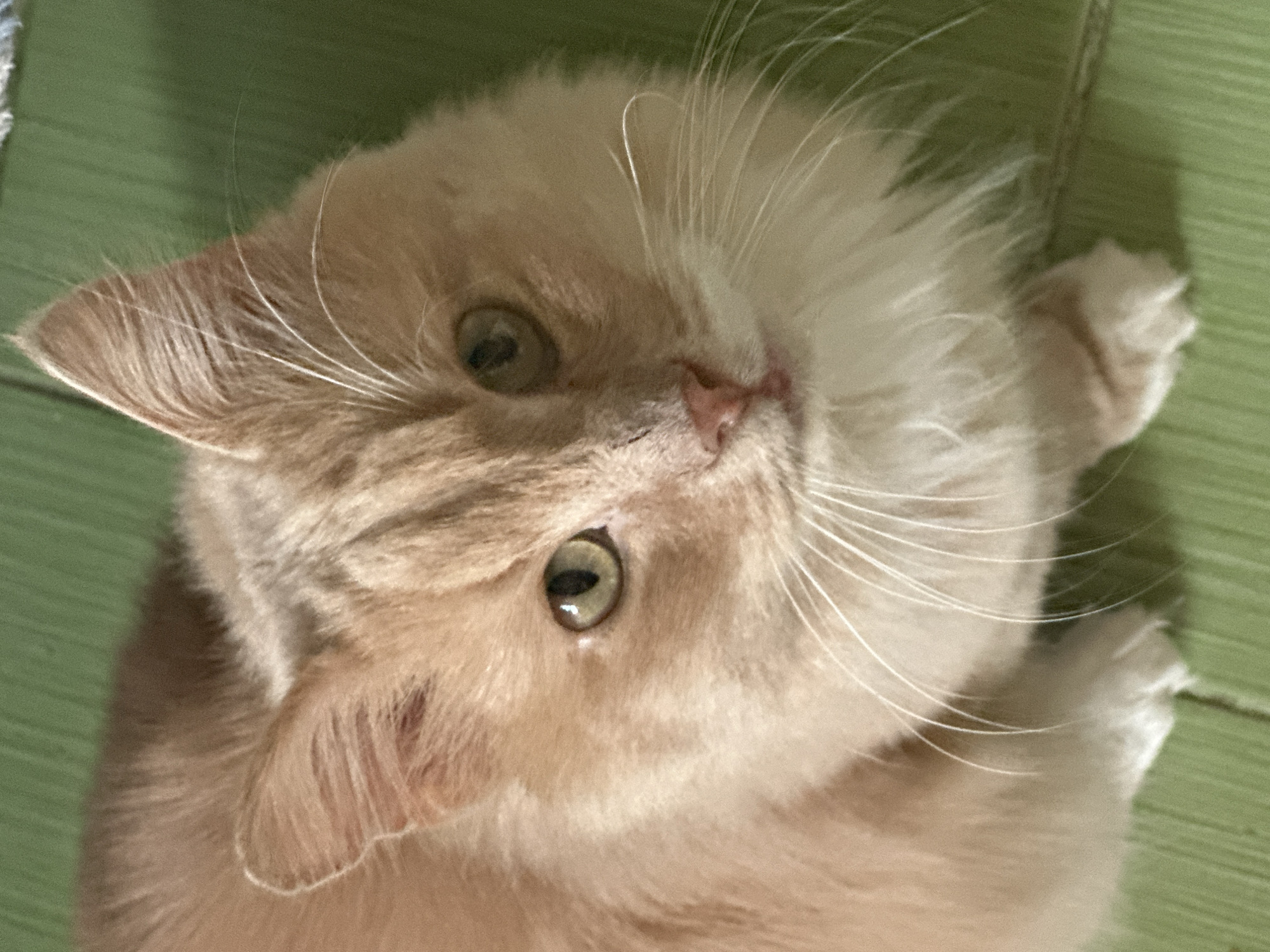A close-up, high-angle shot shows a light orange cat with green eyes lying on a light green surface. The cat's head is tilted slightly, with its paws visible in the upper right corner. Long, white whiskers extend from the face. The location is not discernible from the image.