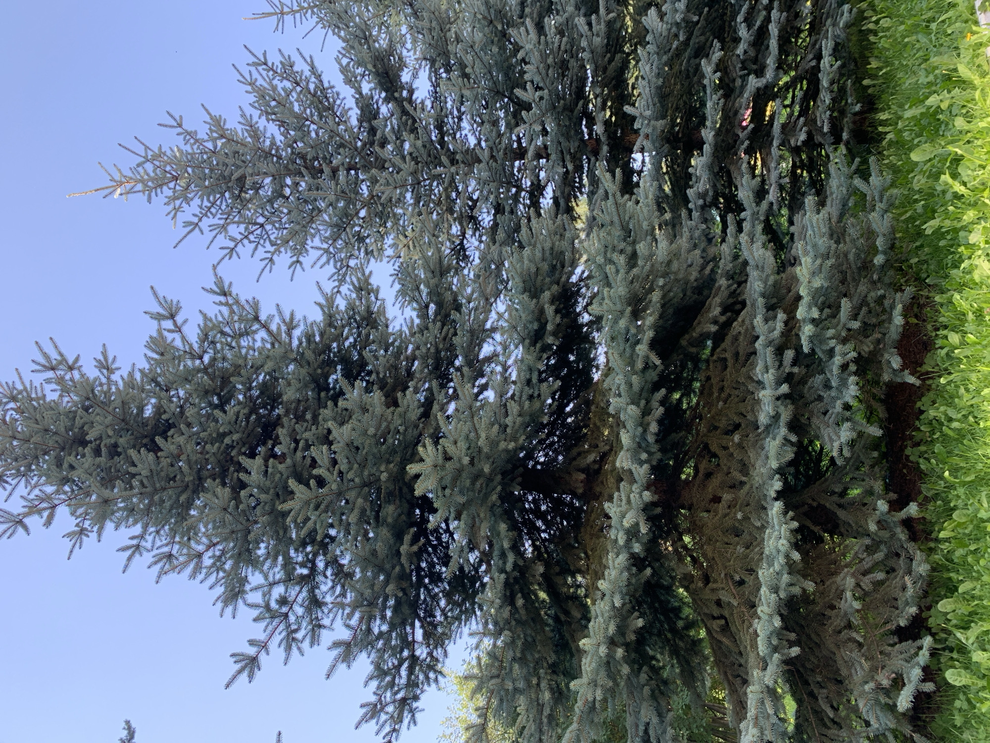 The image displays a view of several blue spruce trees against a clear sky. The trees are dense with foliage and occupy the majority of the frame. In the foreground, there is a patch of green grass with some visible weeds and possibly dandelions. The lighting suggests it is daytime, with sunlight illuminating the upper portions of the trees and the grass. There are no people, animals, or specific identifiable man-made structures visible in the scene. The scene appears to be in an outdoor, natural or park-like setting. Information regarding its specific location in Prokopyevsk, Russia, cannot be determined from the visual content of the image alone.