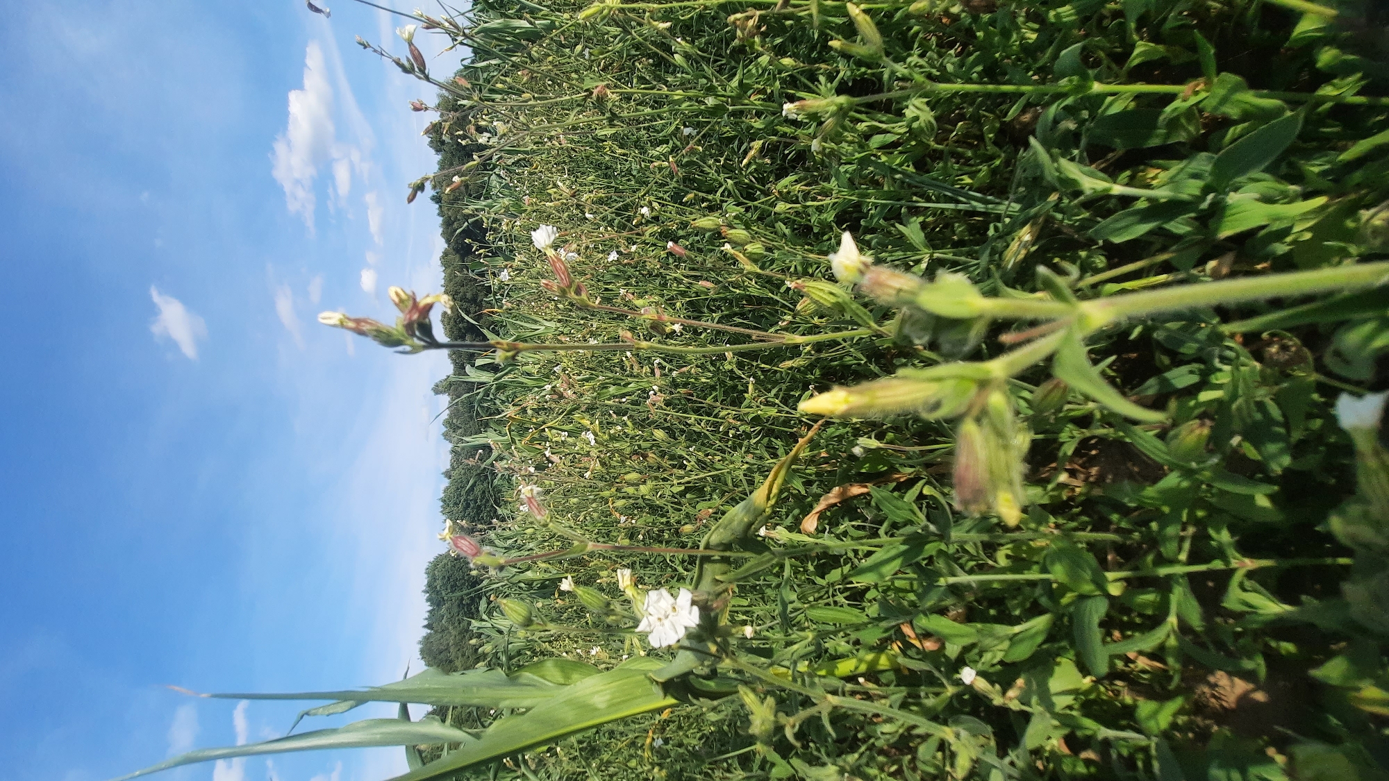 A close-up, low-angle shot captures a sun-drenched field with predominantly green vegetation under a bright blue sky with scattered white clouds. In the foreground, blurred green stalks and unopened flower buds dominate the frame, with a single white flower on a green stem slightly out of focus to the left. The middle ground reveals a dense field of small white and pink wildflowers interspersed with taller green stalks, extending to a line of dark green trees in the background. The overall scene suggests a rural or natural environment, possibly a meadow or the edge of a cultivated field, with a sense of natural growth and open sky. The location is specified as Шклоў, Belarus.