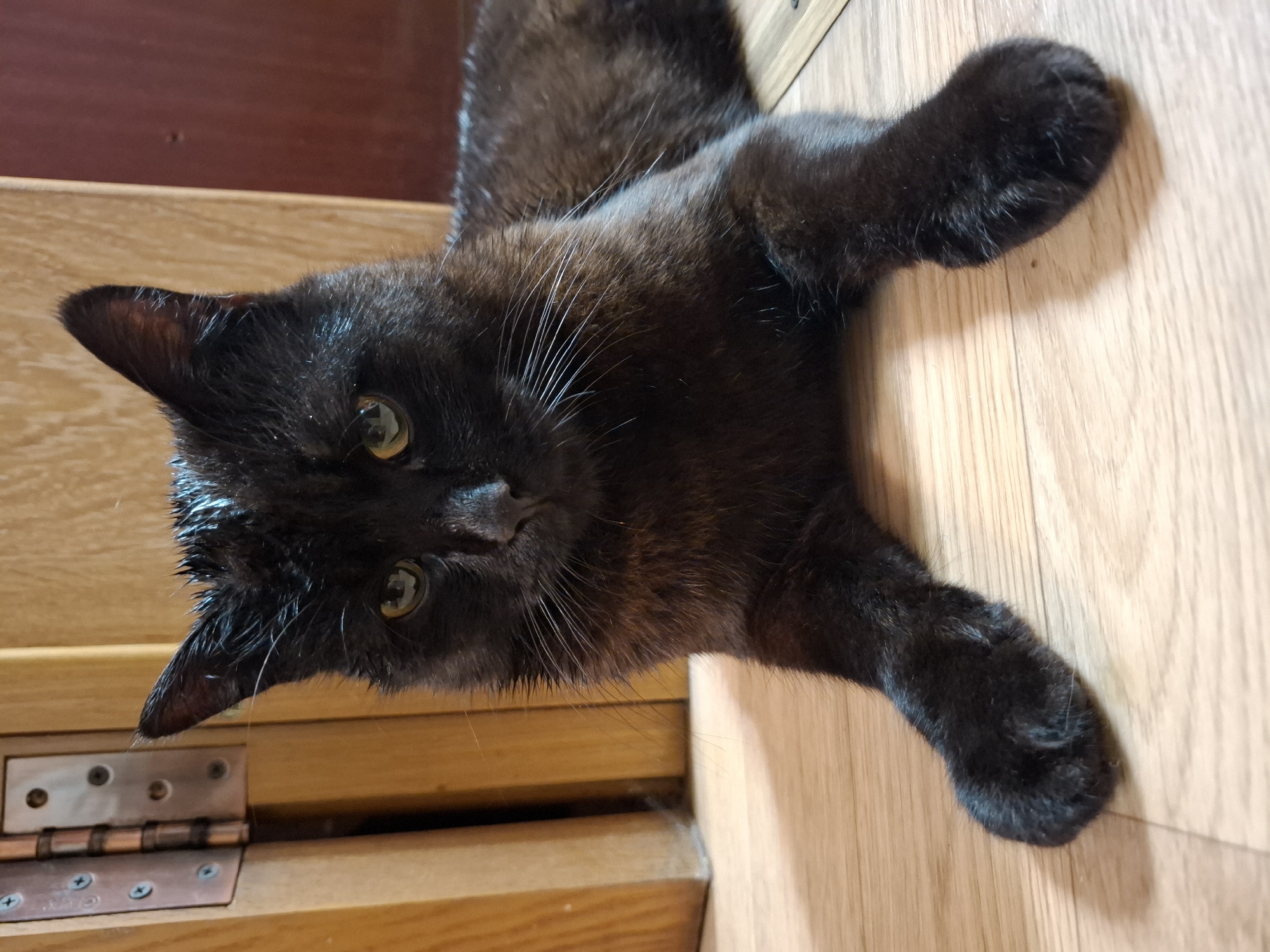 A black cat lies on a light-colored wooden floor, extending both front paws towards the upper right of the frame. The cat's head is angled downwards and to the left. The cat has yellow eyes. A partially visible wooden structure or furniture piece with metallic hinges is in the lower-left corner. There is no information available to indicate that the image was taken in Khlevnoye, Russia.