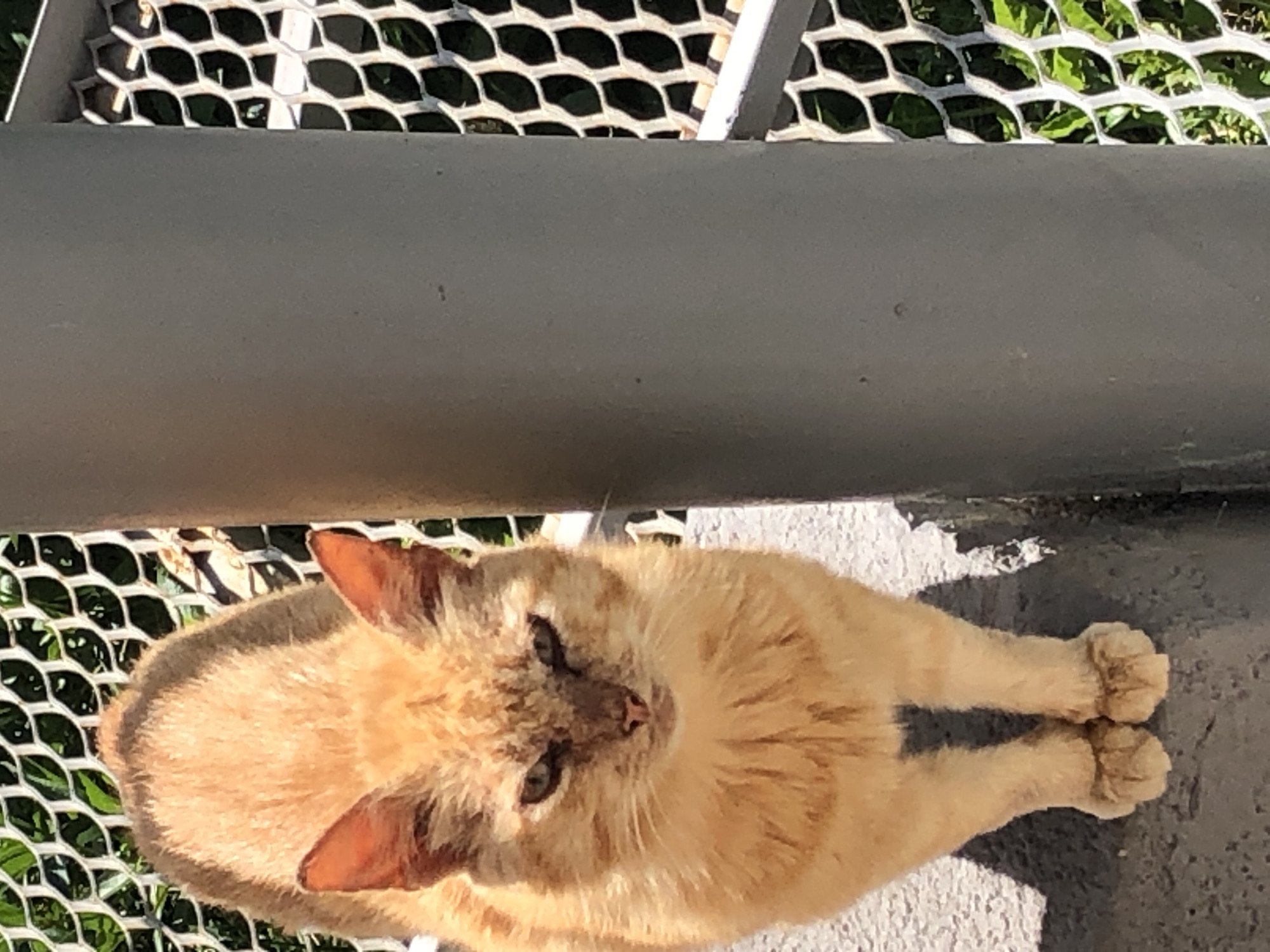 This is a top-down, medium shot of an orange cat lying on a concrete surface. The cat is facing the camera, with its body angled slightly to the left. Its fur is a light orange color, and it has green eyes. The cat's paws are tucked underneath its body.
In the background, there is a metal grate with a hexagonal pattern. Through the grate, green foliage can be seen, suggesting an outdoor setting with plants. Above the grate, there is a grey metal railing or beam. The lighting suggests it is daytime, possibly mid-morning or afternoon, with the sun casting shadows. The concrete surface appears to be textured and worn in places. The overall scene is relatively simple, focusing on the cat in its environment. No text is visible in the image.