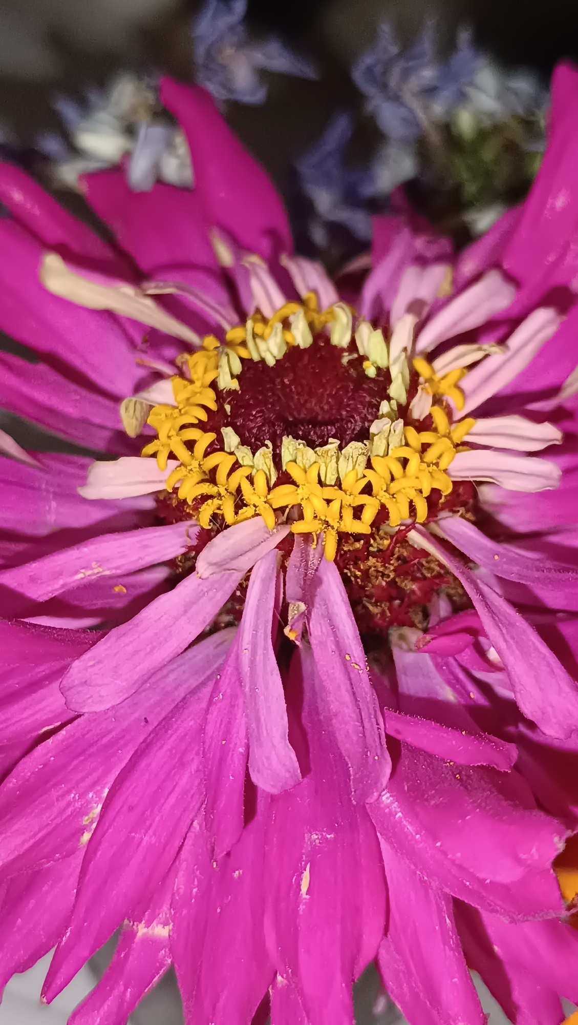 This is a close-up, macro photograph of the center of a bright pink zinnia flower. The flower's disc florets are a deep burgundy color, surrounded by numerous bright yellow ray florets, each with a tiny, star-like shape. The petals of the zinnia are a vibrant pink, with some appearing slightly wilted or faded at the edges. The background is dark and out of focus, with hints of blue and white dried flowers suggesting a bouquet. The image is well-lit, highlighting the intricate details of the flower's reproductive parts. The location in the city of Chaikovsky, Russia, is not discernible from the image itself.
