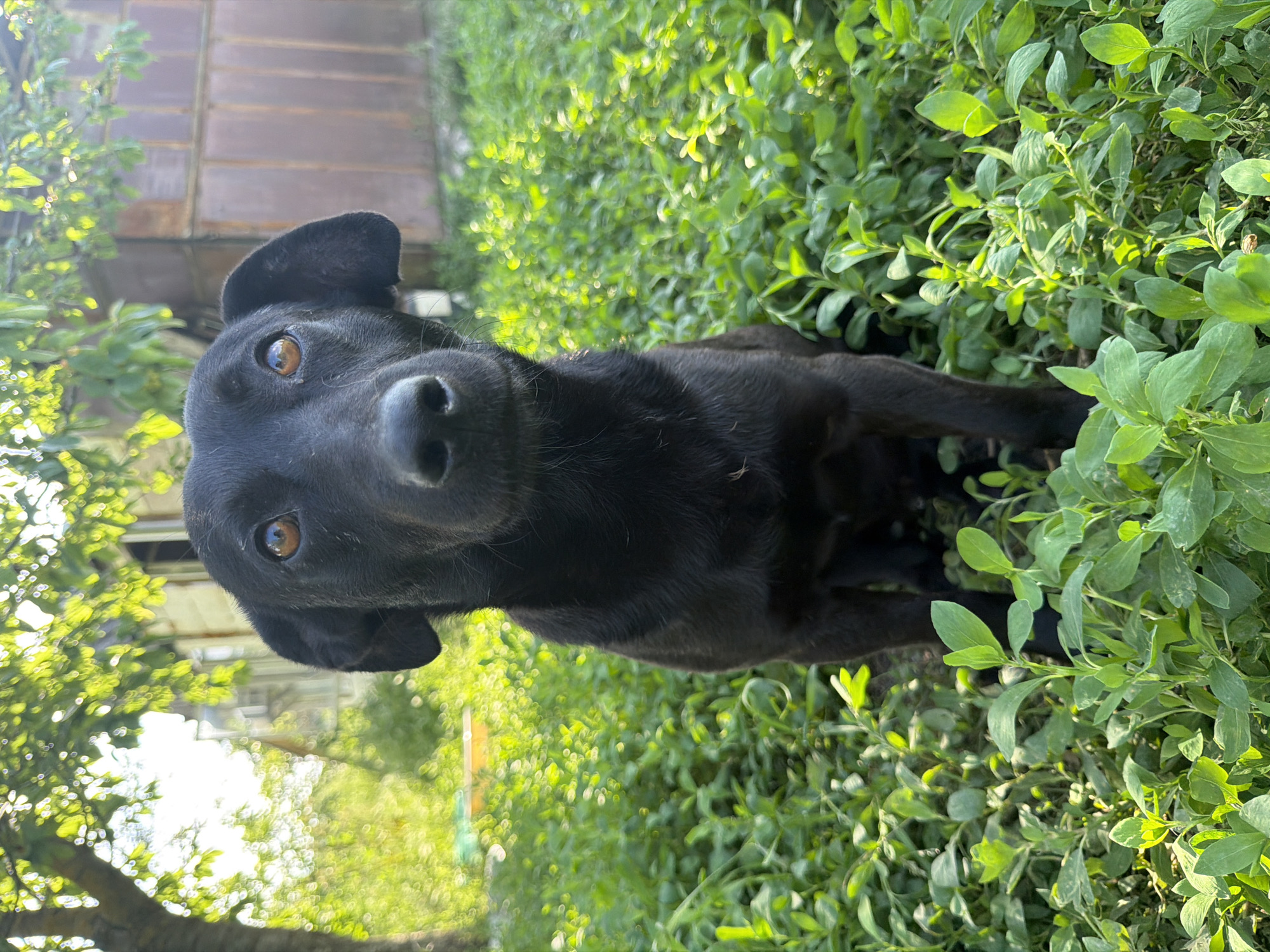 The image depicts a black dog in an outdoor setting within the city of Leningradskaya, Russia. A medium-sized, short-haired black dog is positioned centrally, sitting upright and facing the camera directly. Its brown eyes are open, reflecting a bright light source, and a prominent black nose with dark, pendulous ears are visible. The dog is situated amidst dense, vibrant green ground cover, consisting of broad-leaved plants with sunlit highlights. To the left background, a tree with bright green, backlit leaves creates a blurred effect. In the right background, a light-colored building with an open window is partially visible. Adjacent to the building, a dark brown, paneled structure, possibly metal or wood, is present. The environment is illuminated by bright natural light, producing strong highlights on the foliage and the dog.