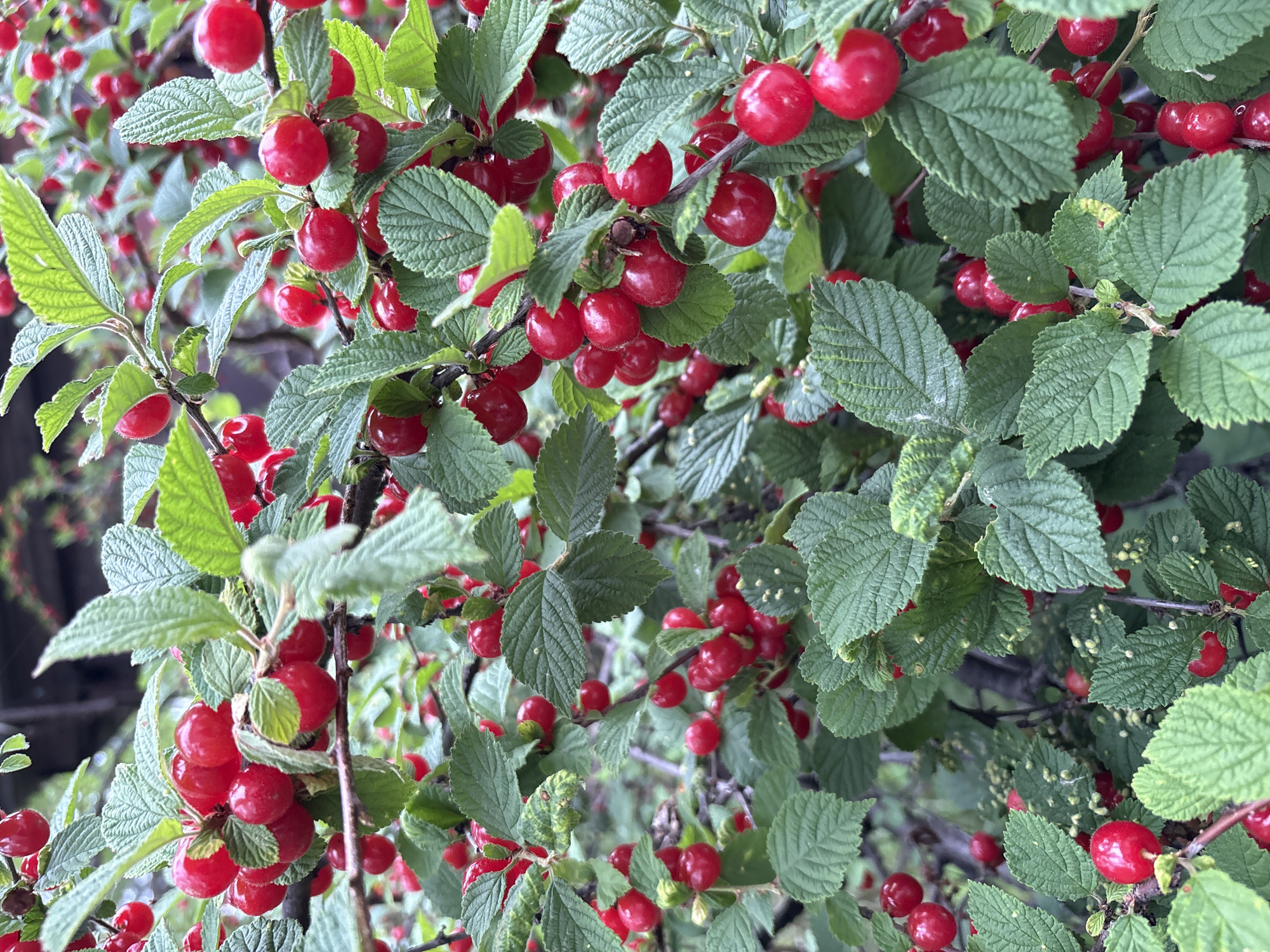 The image is a close-up shot of a bush laden with ripe, red berries, likely nanking cherries, surrounded by vibrant green leaves. The berries are small, round, and have a smooth, glossy skin. They are clustered together on thin branches, some appearing in small groups of two or three. The leaves are oval-shaped with serrated edges and a slightly textured surface, indicating a healthy plant. The background is softly blurred, suggesting a shallow depth of field and focusing attention on the berries and foliage. There are no people visible in the image. The scene appears to be an outdoor environment, possibly a garden or a natural setting. The lighting suggests it is daytime, with natural light illuminating the subject. The location is specified as Siniy Gay, Russia, implying a natural or cultivated landscape within that region.