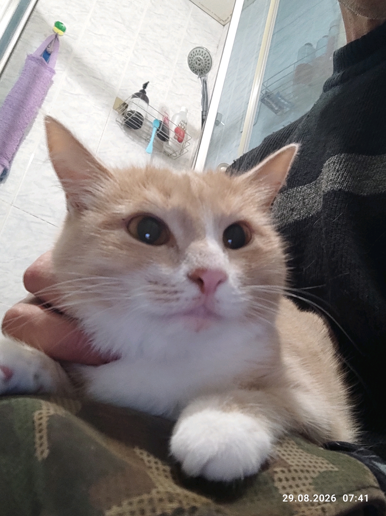 A light brown and white cat is held by a person in a dimly lit bathroom. The cat is looking at the camera with large, dark eyes. Its paws are visible and appear to be white. The person's arm is visible holding the cat's head. In the background, there are white tiled walls, a shower head, a towel rack with bottles, and a purple towel. A date and time stamp on the bottom right corner reads "29.08.2026 07:41". The scene is set in Kostroma, Russia.