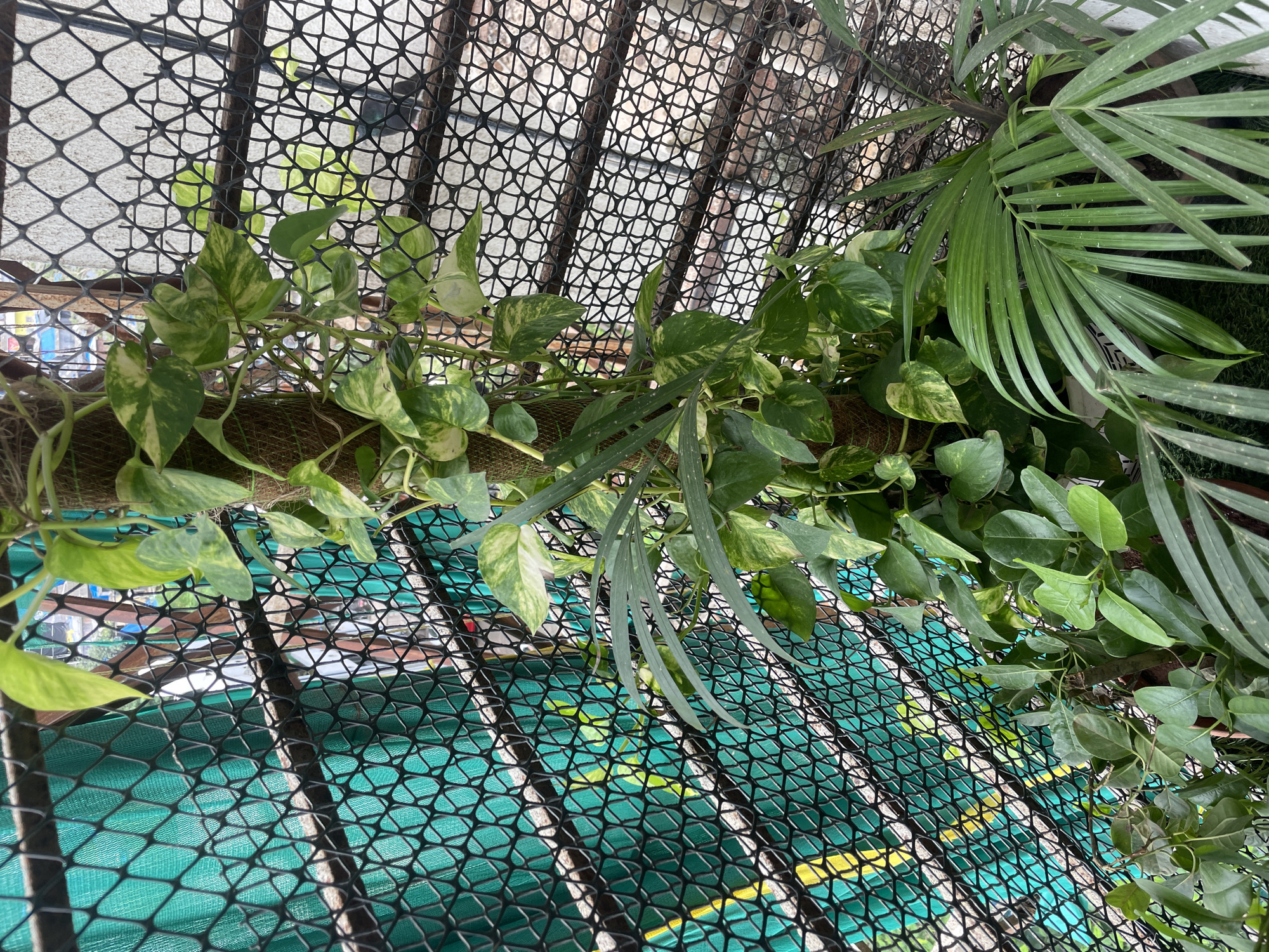 The image depicts a close-up view of a vertical garden structure on a balcony in Mumbai, India. The garden features a money plant (Epipremnum aureum) growing on a coir pole, with its variegated leaves cascading downwards. Adjacent to it, a parlor palm (Chamaedorea elegans) is also visible, with its feathery fronds extending into the frame. The entire setup is enclosed by a black mesh netting, behind which a green shade cloth is installed, suggesting protection from sunlight or privacy. The background hints at an urban setting with blurred buildings and structures visible through the netting. The scene is static and captures a detail of urban greenery.