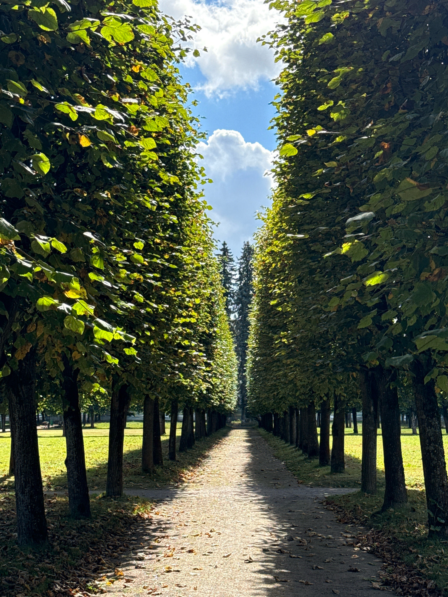 A perspective shot down a gravel path lined on both sides by tall, manicured trees with dense green foliage. The path appears to be in a park or estate, with a grassy area visible to the left and scattered autumn leaves on the ground and path. Sunlight dapples through the leaves, casting shadows on the path. The sky above is blue with scattered white clouds. In the distance, more trees, including some evergreens, are visible, suggesting a larger wooded area or parkland. This scene is located in the vicinity of Arkhangelskoye Estate, Moscow Oblast, Russia.