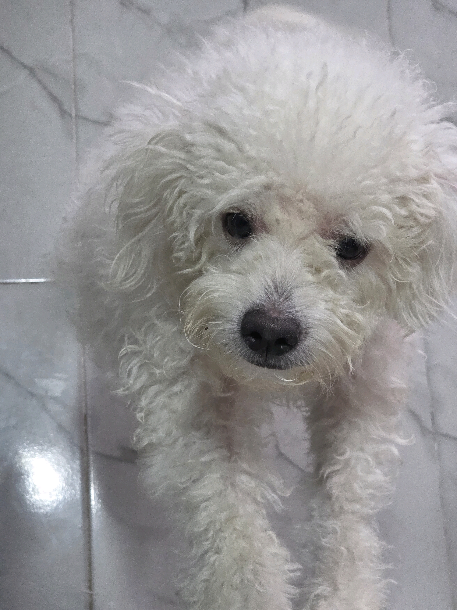 A close-up, high-angle shot shows a fluffy white dog with curly fur. The dog is positioned centrally in the frame, looking directly at the camera with its head tilted slightly. Its dark eyes are visible beneath its shaggy fur, and its dark, wet nose is prominent. The dog's front paws are extended forward, partially obscuring the bottom of the frame. The dog is on a floor with a marble-like pattern, where faint reflections of light are visible. The environment appears to be indoors, possibly a home, with no indication of a specific city or location in Indonesia.