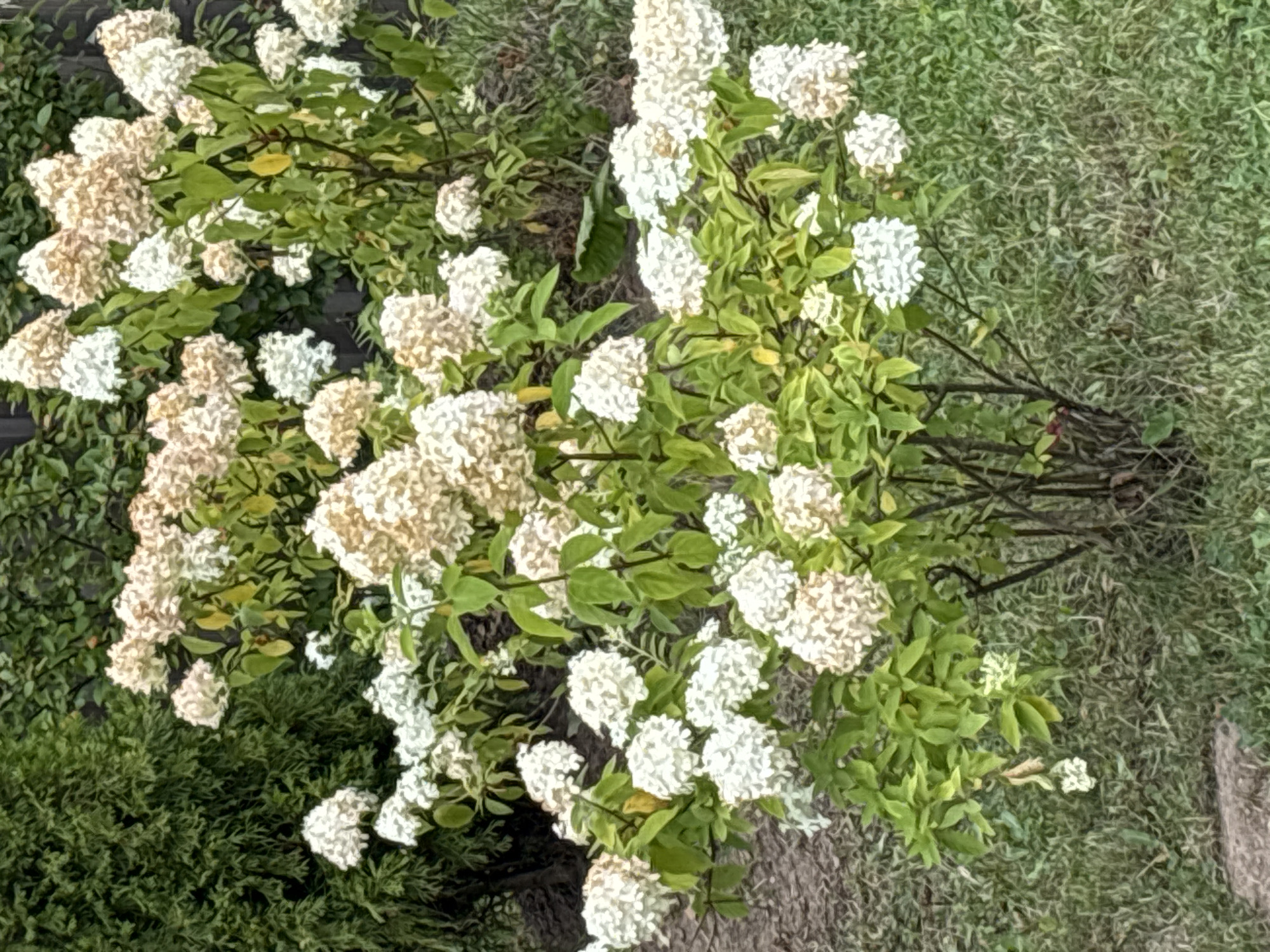 The image shows a bush with white and light pink flowers, likely hydrangeas, in a garden setting. There is green foliage surrounding the flowers, and a darker green shrub or tree is visible in the background to the left. The ground is covered in dry grass and some dirt. The image appears to be taken outdoors in daylight. There is no indication of Zvenigorod, Russia, or any specific location beyond a general garden. The scene is static and depicts natural elements.