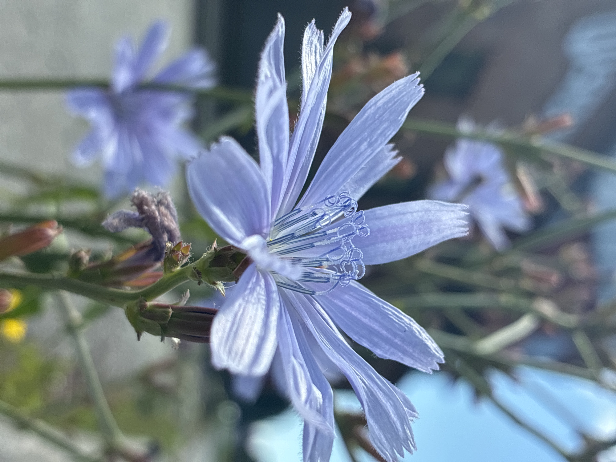 A close-up, shallow depth of field shot captures a vibrant blue chicory flower in full bloom. The delicate petals are slightly serrated at the tips and appear almost translucent in the bright sunlight. The center of the flower reveals intricate blue stamen, dusted with lighter blue pollen. The stem is a light green, with hints of brown buds and dried plant matter visible around it. In the background, other blurred blue chicory flowers and green foliage create a soft bokeh effect. The sky, a hazy blue, is visible in the upper right corner. The overall impression is one of natural beauty and a peaceful outdoor setting. The image was taken in Uuemõisa, Estonia.