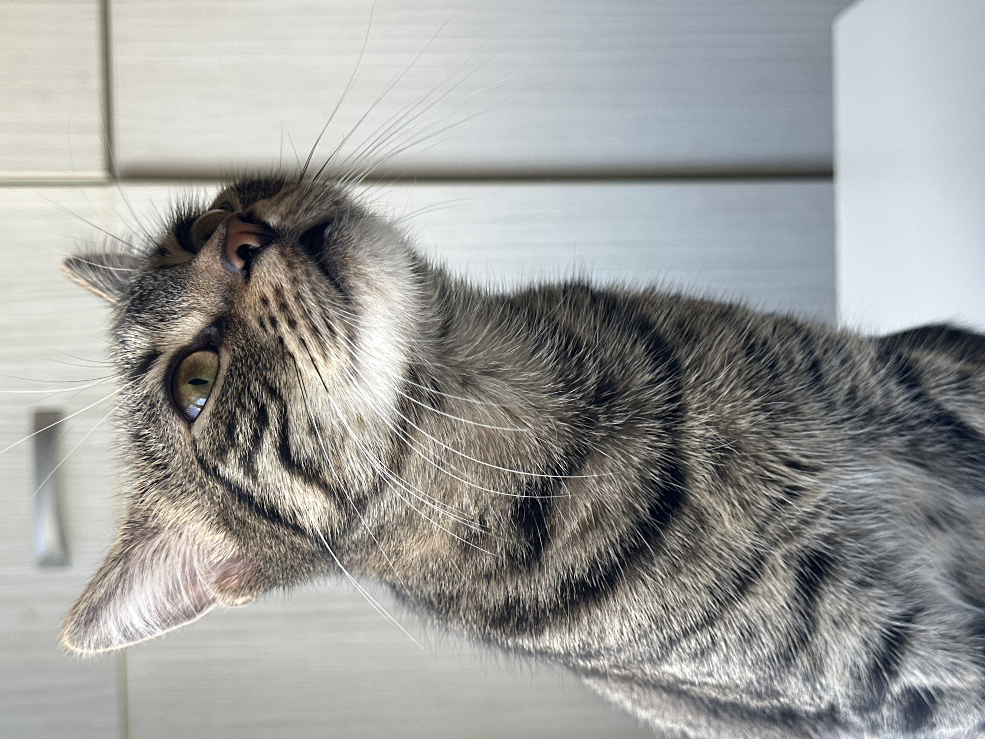 A close-up, profile shot of a tabby cat's head and upper body is captured against a neutral, out-of-focus background. The cat's fur is a mix of brown, black, and grey stripes, with white fur around its muzzle and chest. Its eyes are a bright yellow-green, and its ears are pointed and alert. The cat's gaze is directed upwards and to the right, suggesting it is looking at something out of frame. The background appears to be an indoor setting with light-colored cabinetry or walls. The lighting suggests it is daytime, with natural light illuminating the cat's face from the side. The image is taken in Sofia, Bulgaria.