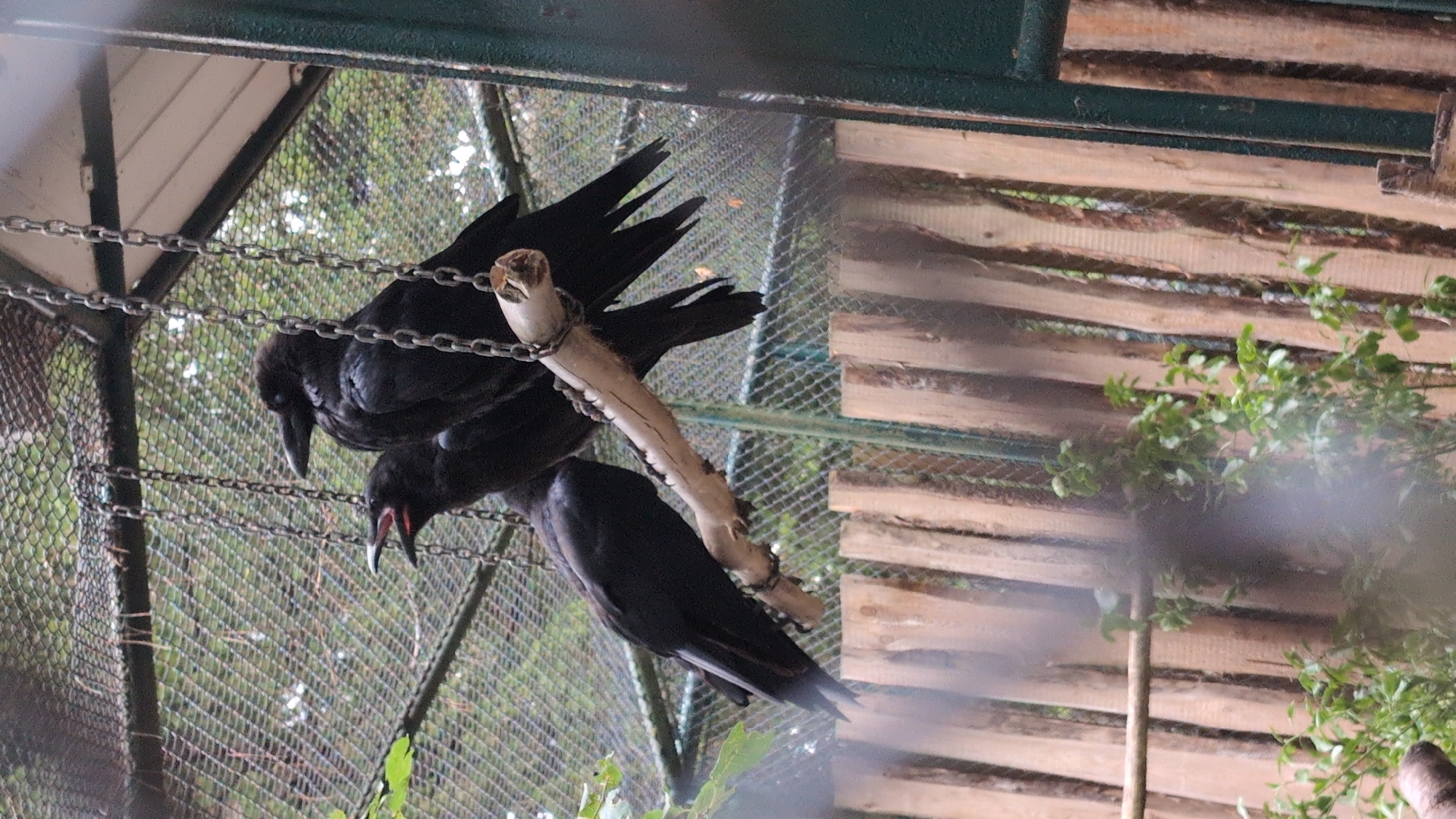 The image depicts a close-up view of three black birds perched on a wooden branch suspended by chains. The birds are positioned within an aviary, as indicated by the wire mesh and wooden fence in the background. The aviary appears to be an outdoor enclosure, with foliage and trees visible through the mesh. The wooden fence is made of vertical planks, and some green plants are growing around its base. The lighting suggests an overcast day. The scene is captured from a slightly low angle, looking up at the birds. The image lacks any context regarding a specific location within Viernheim, Germany.
