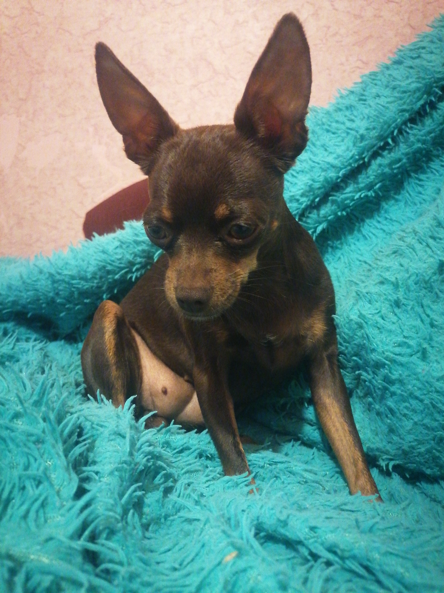 A small, dark-brown toy terrier with large ears is sitting on a fluffy, bright blue blanket. The dog is facing forward and slightly to the right, with its head tilted. Its eyes are dark and round, and its nose is a dark brown. The dog's chest is exposed, revealing its stomach and a nipple. The background is a textured pink wall with a shadow on the left side. The image appears to be taken indoors. The location of Novopokrovka, Russia, is not discernible from the image itself.